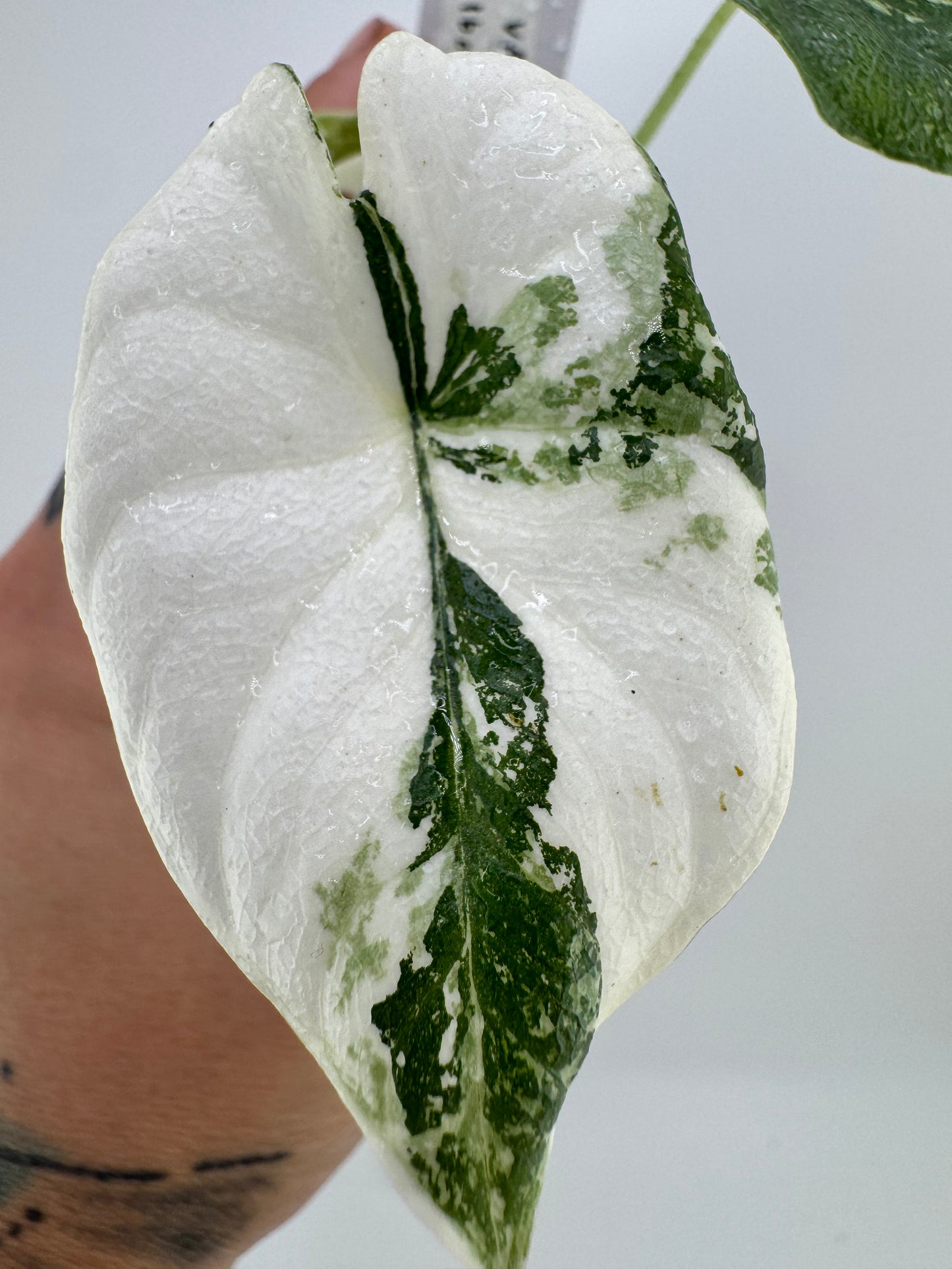 Alocasia Melo Variegated ‘Albo’ #2