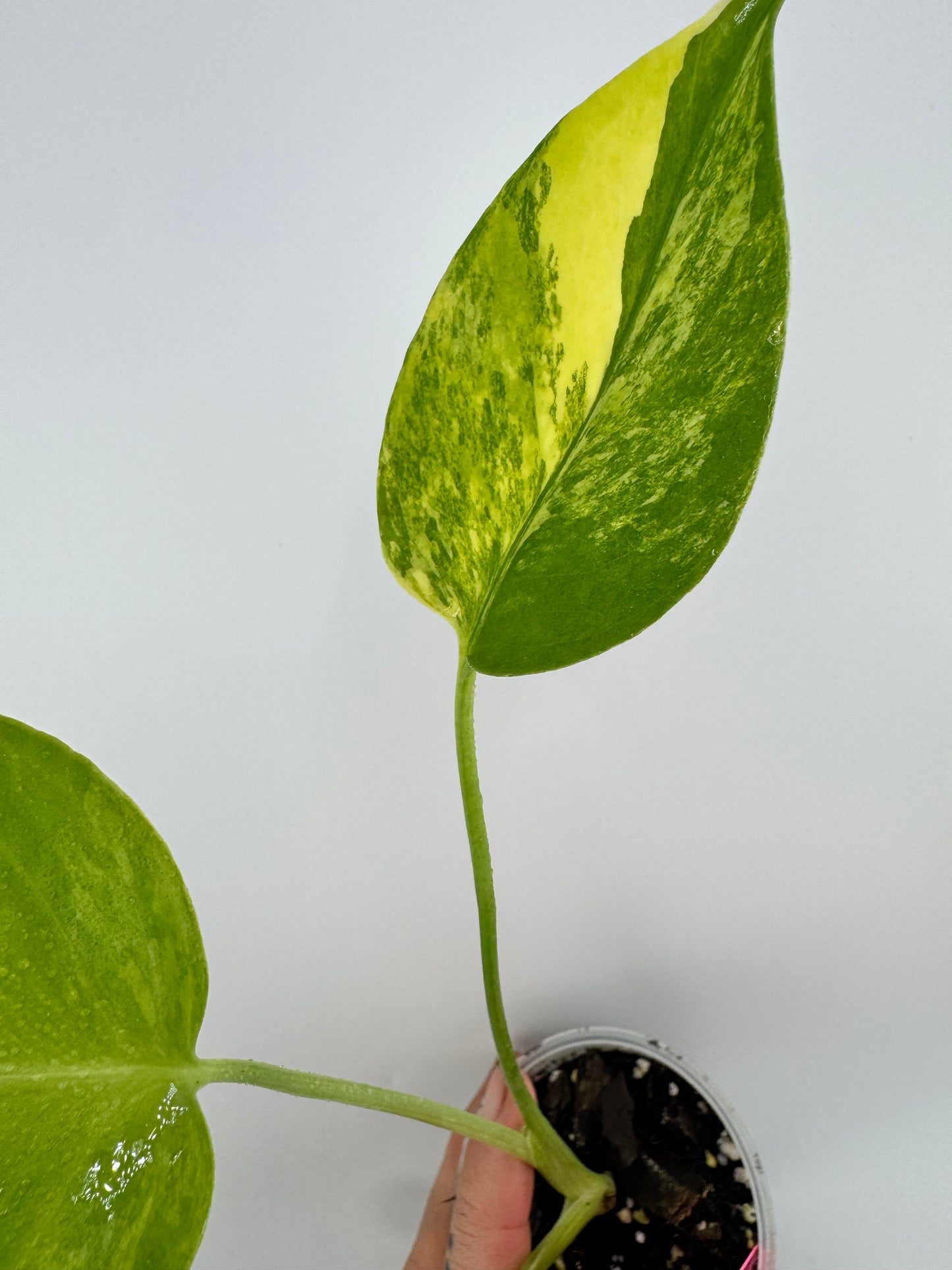 Monstera Deliciosa (Small Form) Aurea Variegated