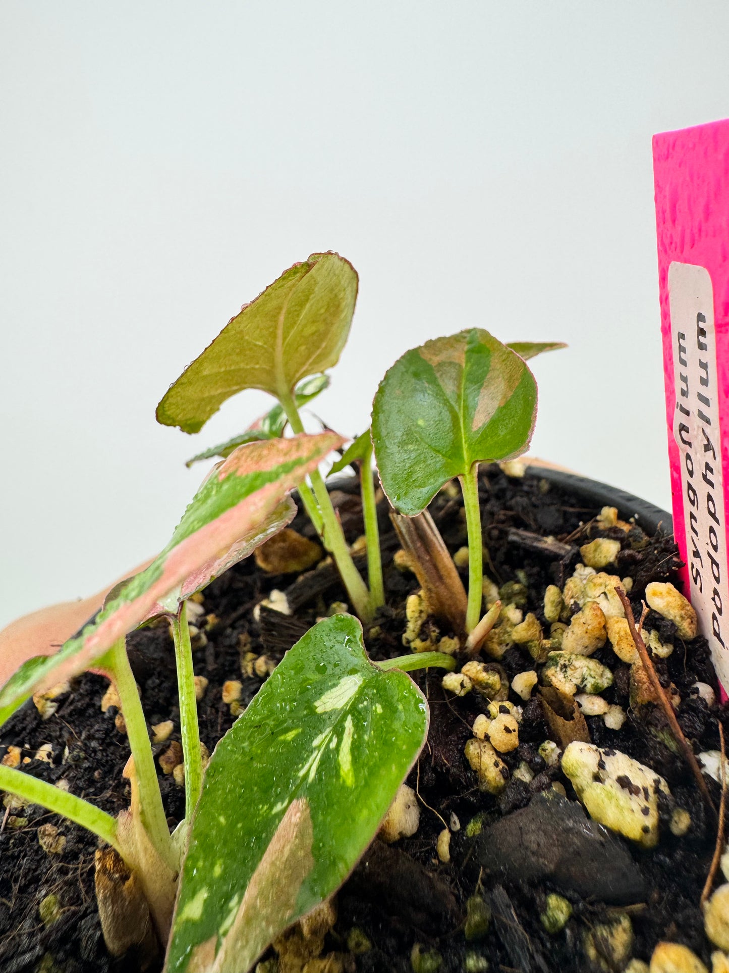 Syngonium Variegated Red Spot Tricolor