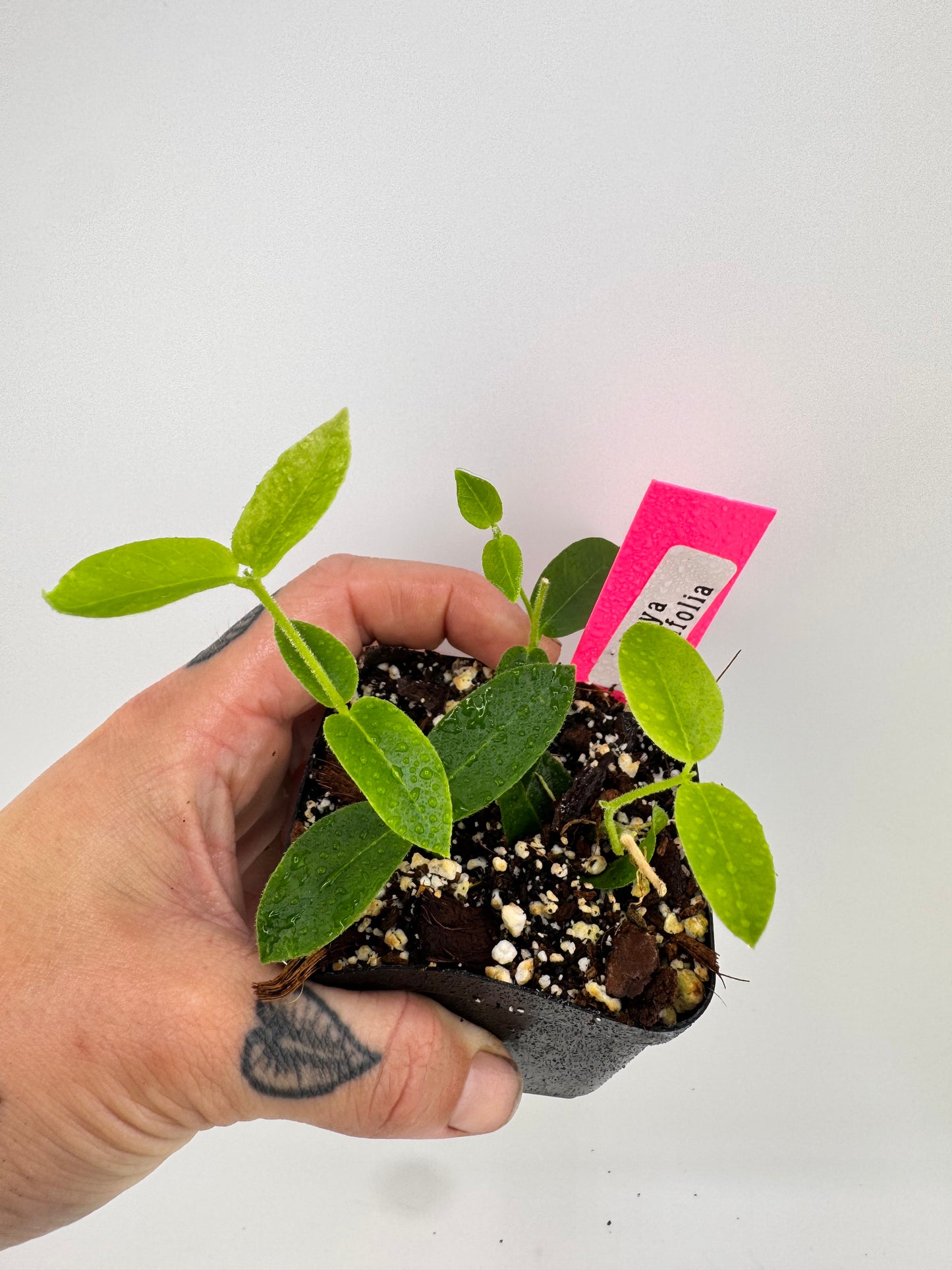 Hoya Densifolia