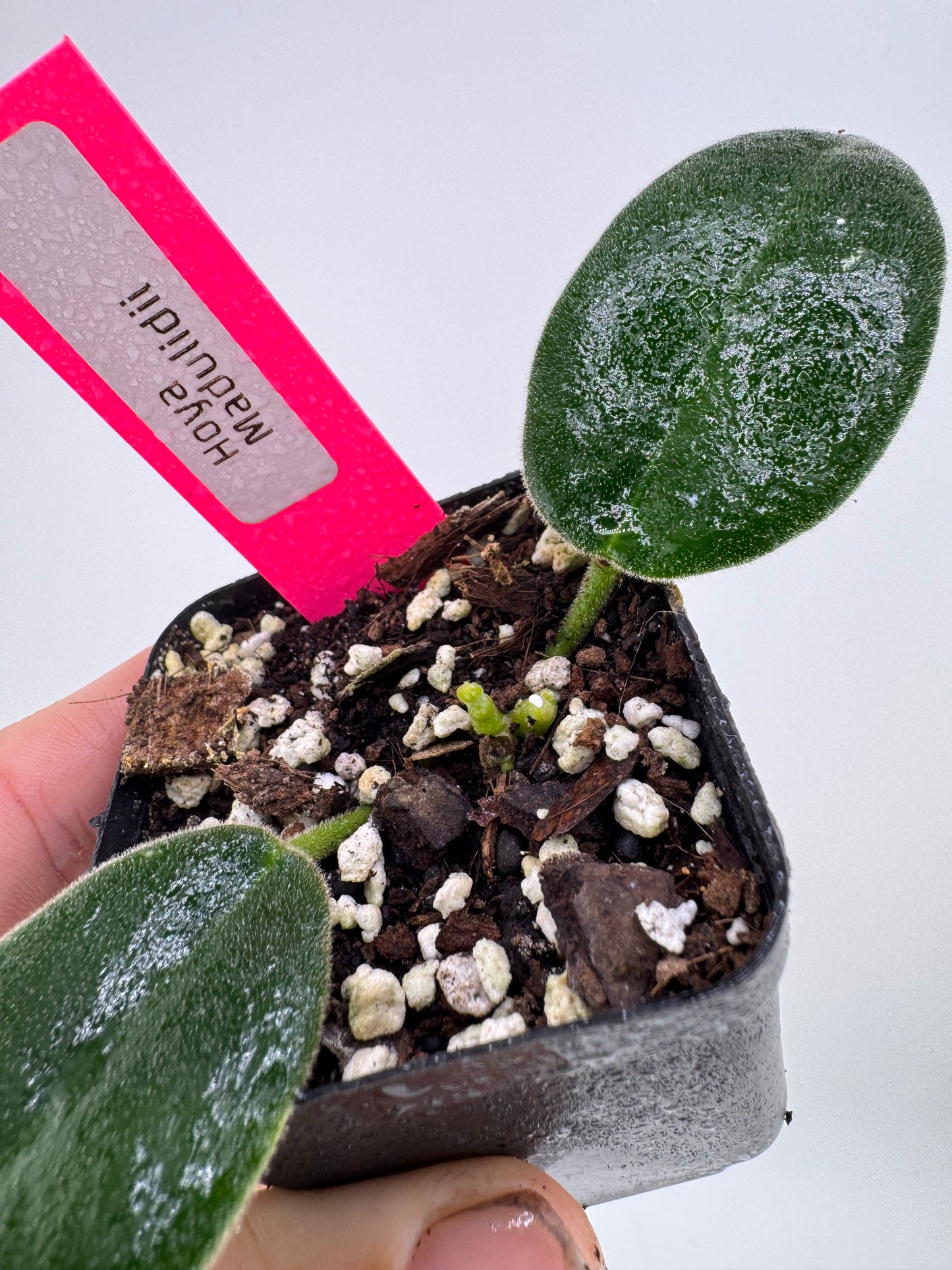 Hoya Madulidii