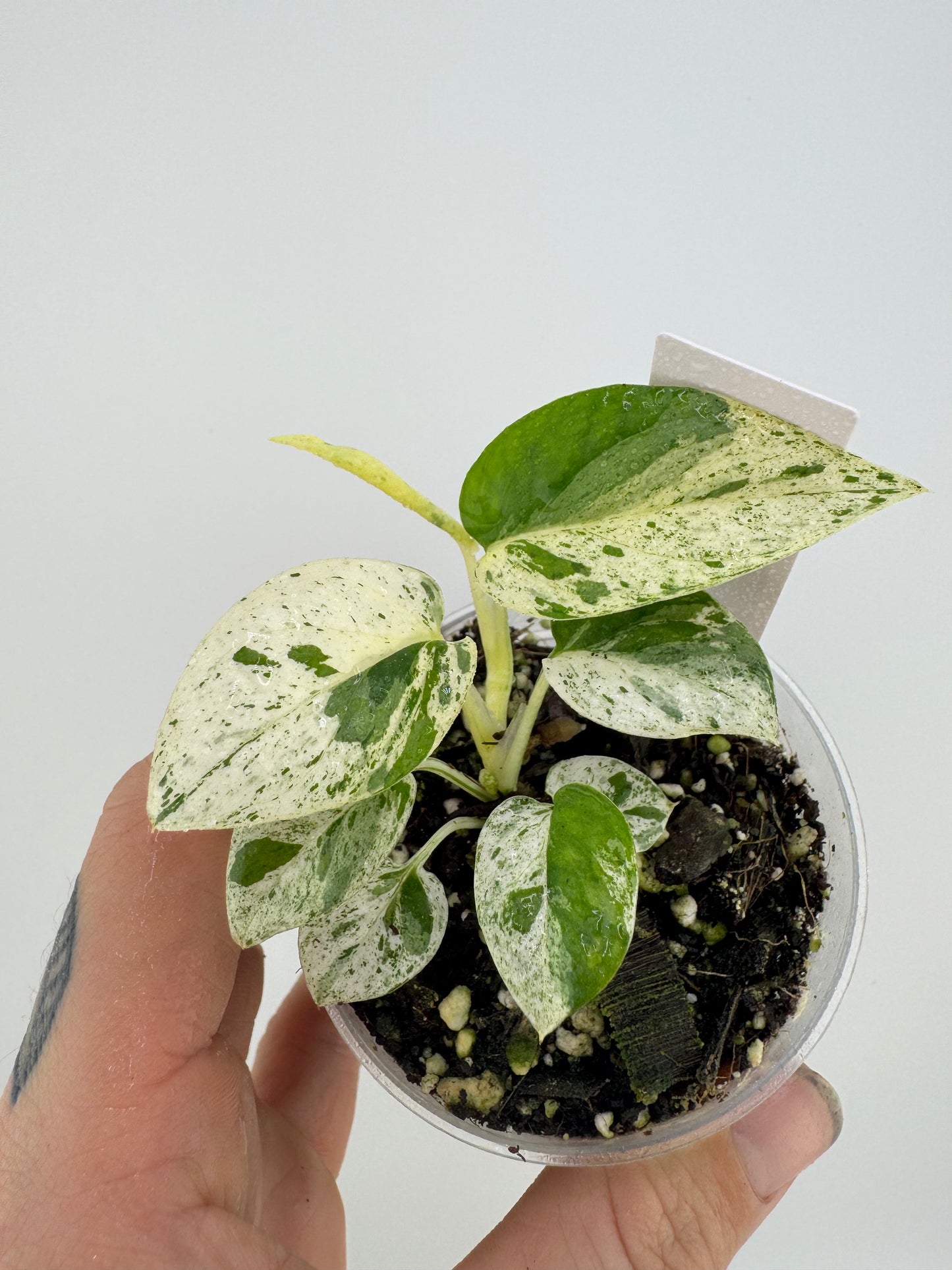 Epipremnum Pinnatum ‘Marble’ Variegated
