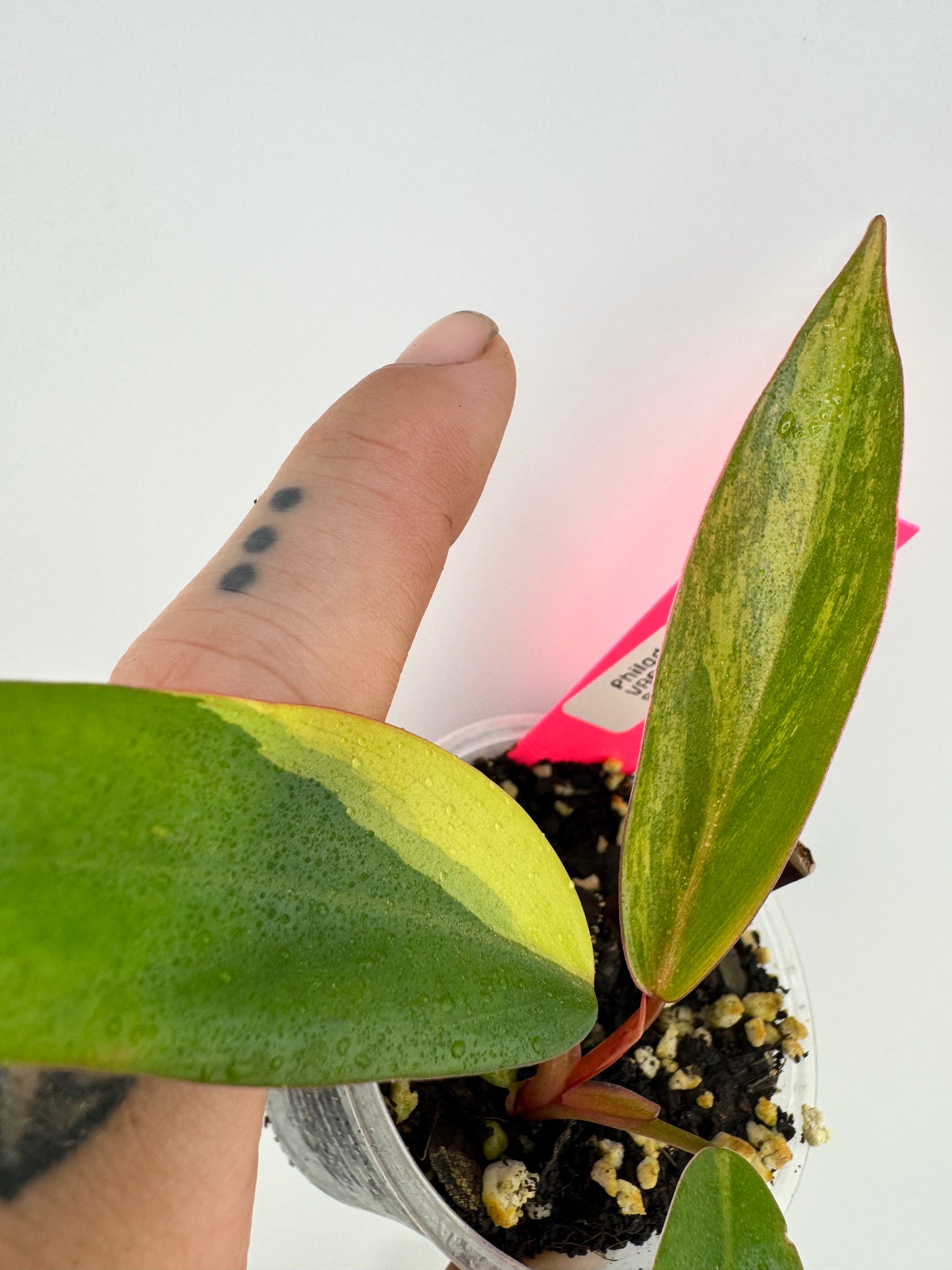 Philodendron Variegated Strawberry Shake #2