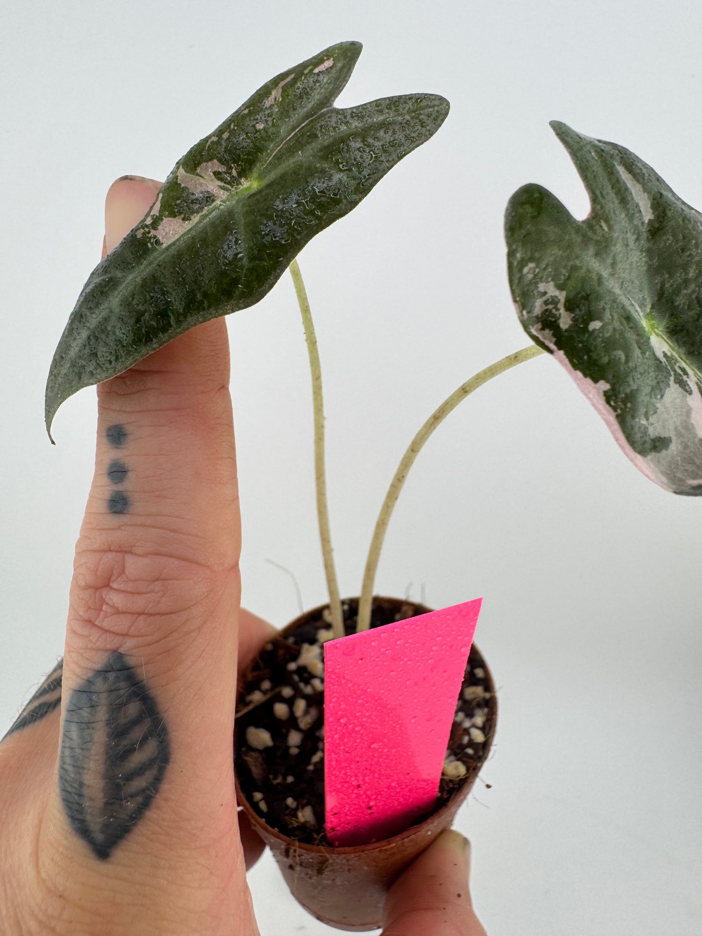 Alocasia Nobilis ‘Pink’ Variegated