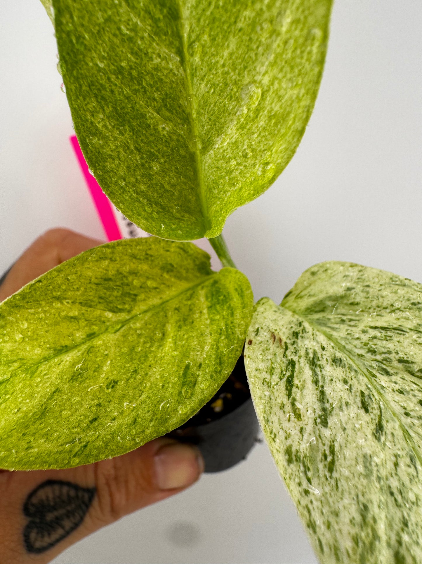 Monstera Laniata ‘Mint’ Variegated
