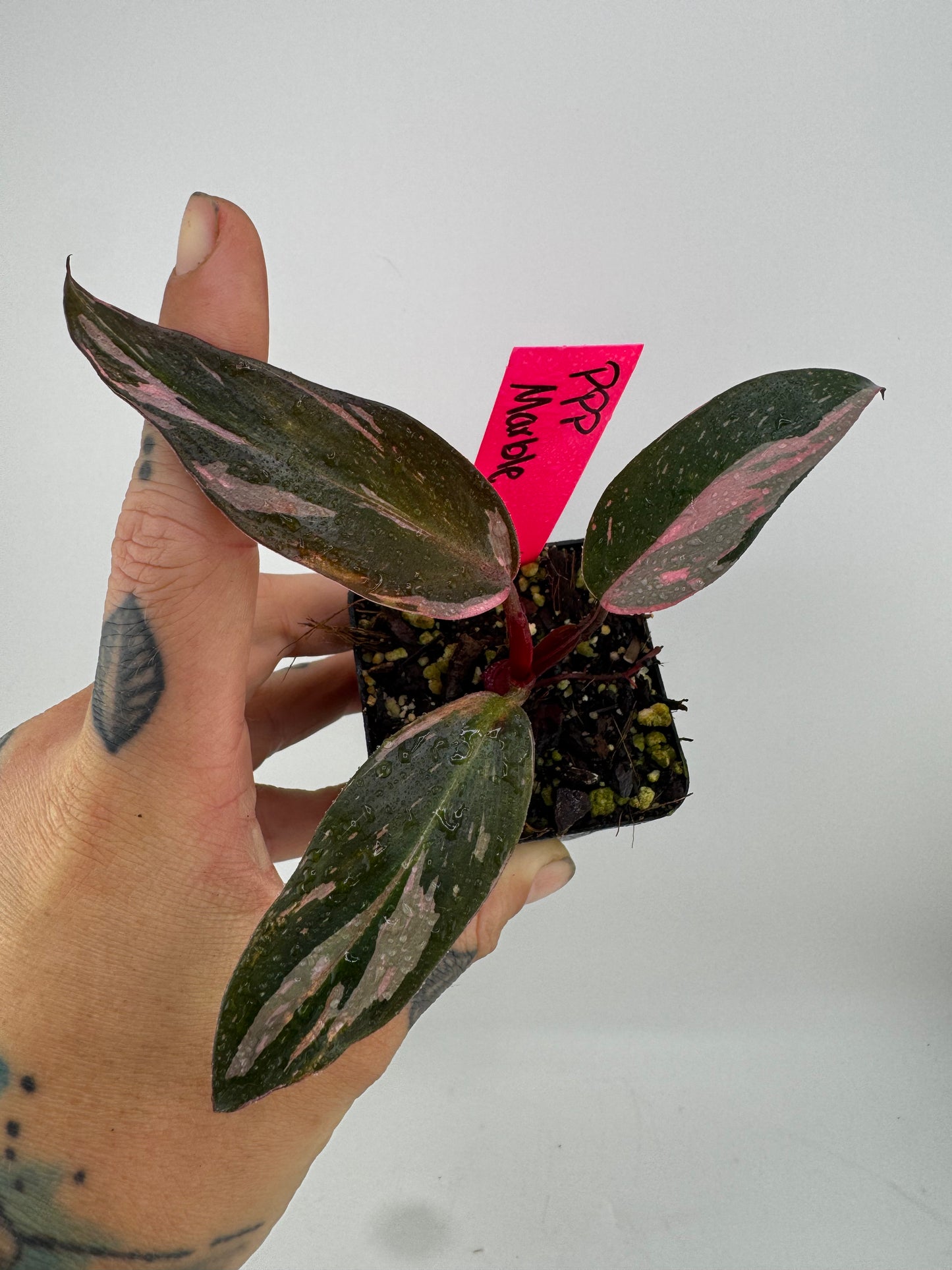 Philodendron Pink Princess Marble