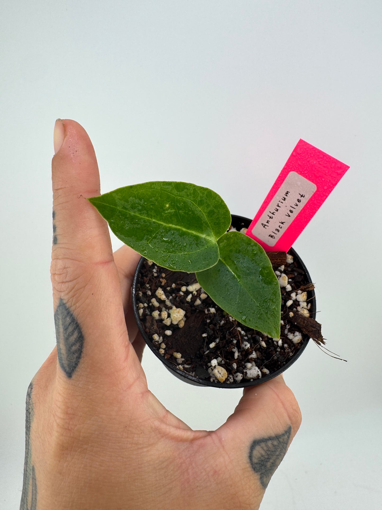 Anthurium ‘Black Velvet’