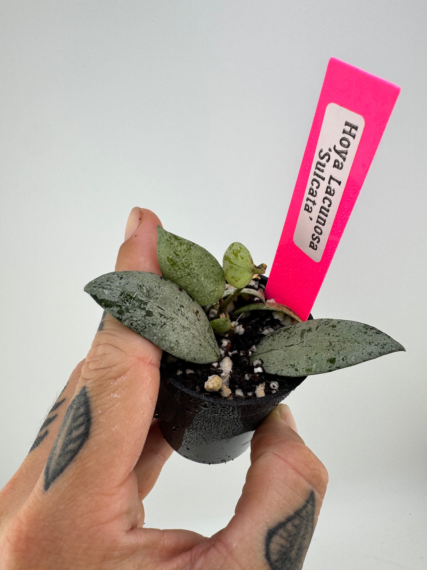 Hoya lacunosa ‘sulcata ’