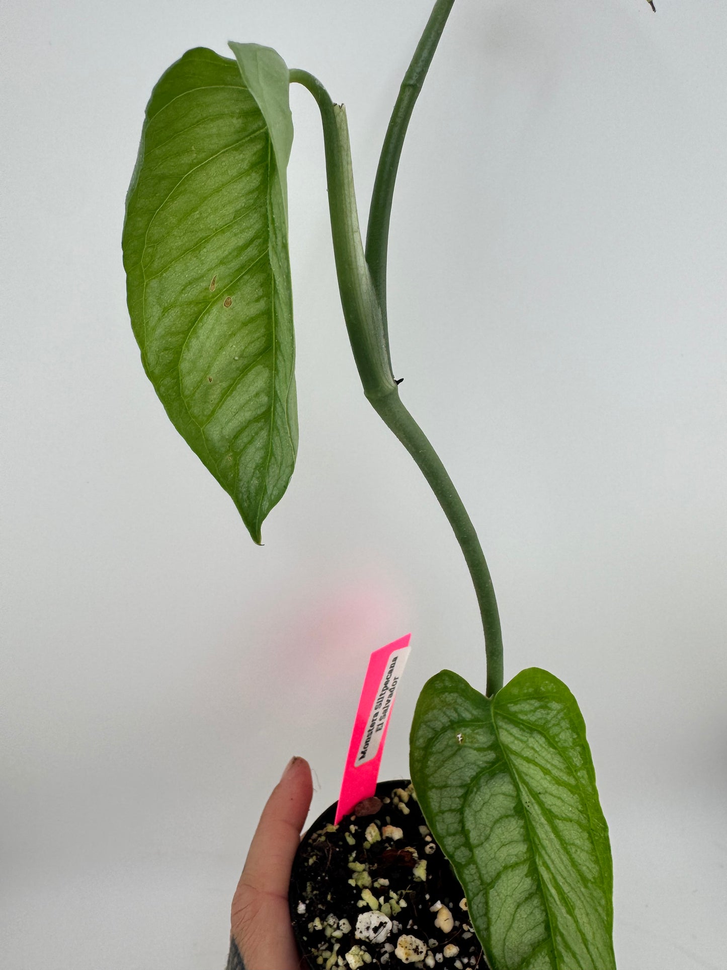 Monstera Siltpecana ‘El Salvador’