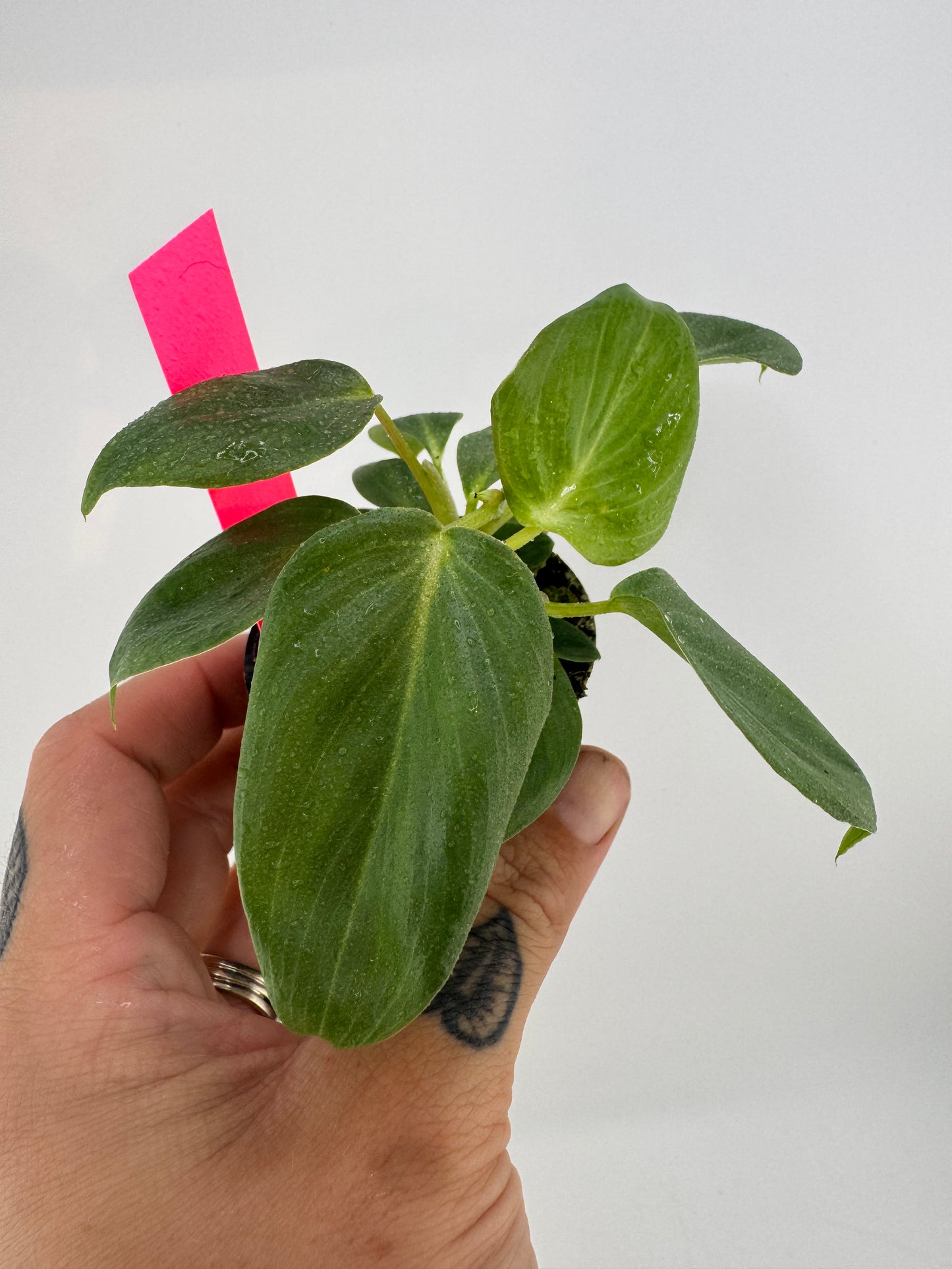Philodendron McDowell