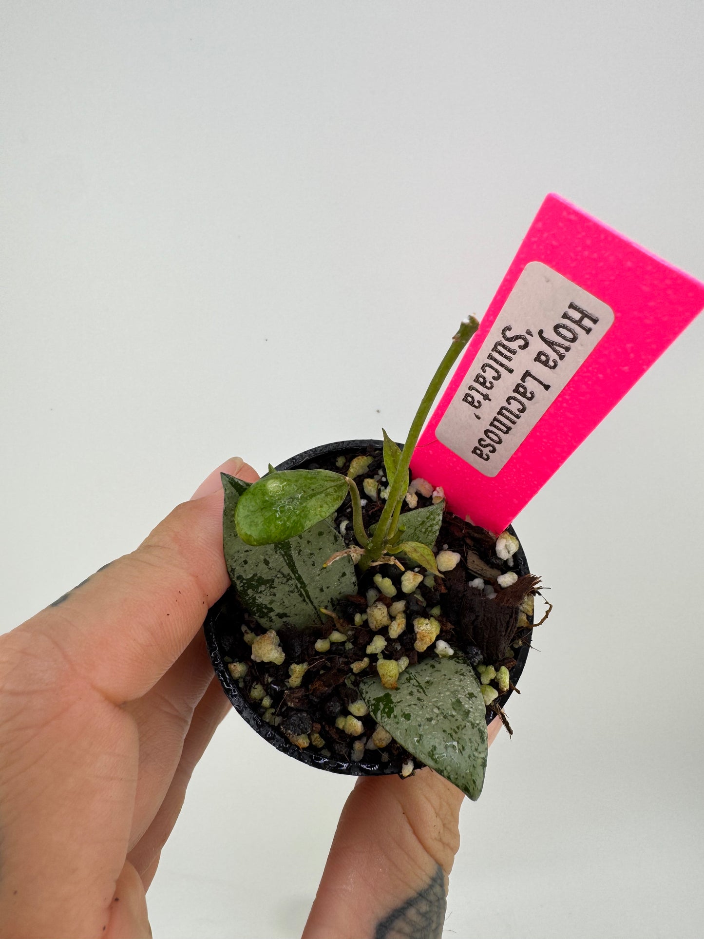 Hoya lacunosa ‘sulcata ’