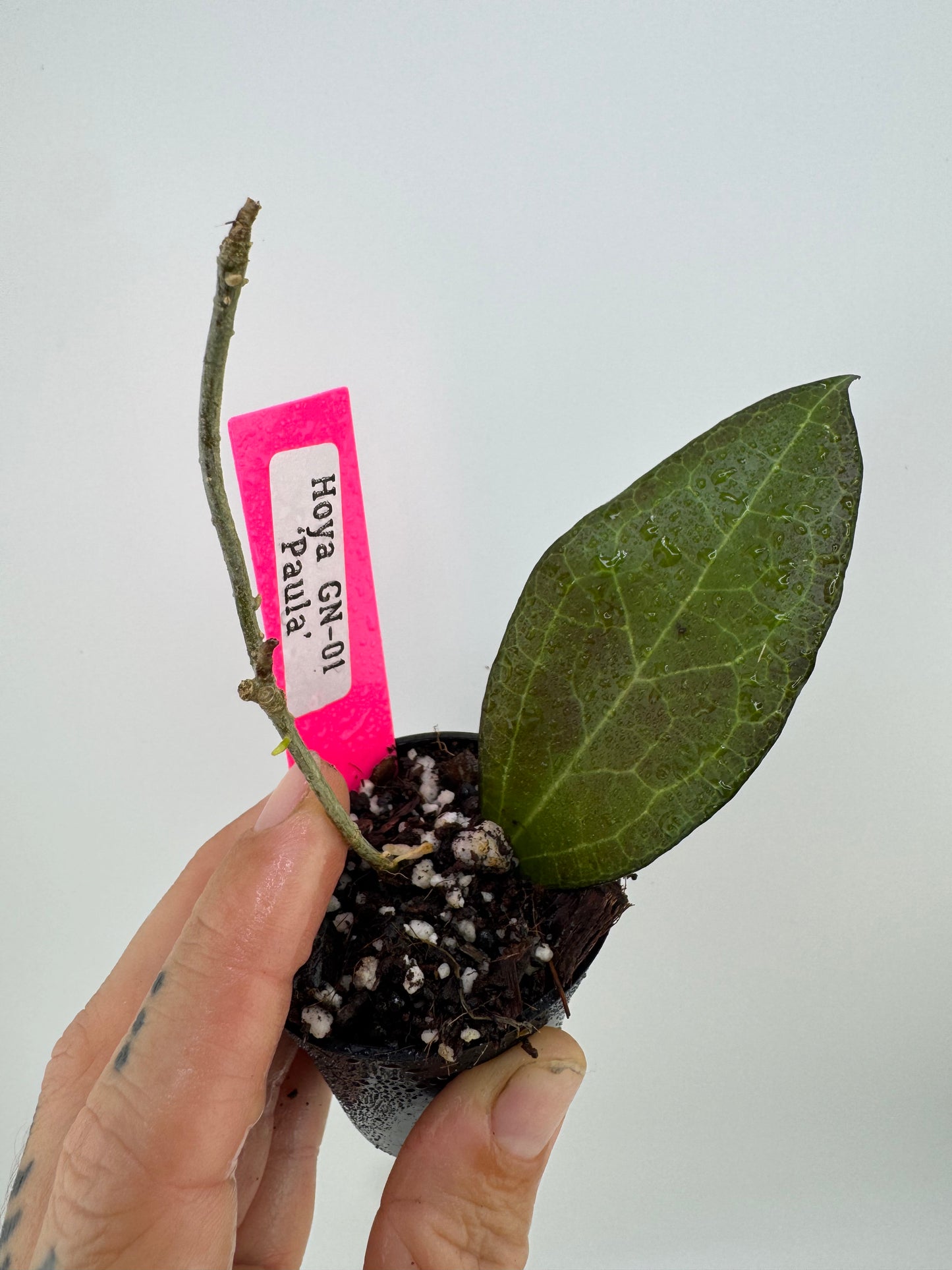 Hoya ‘Paula’ GN-01