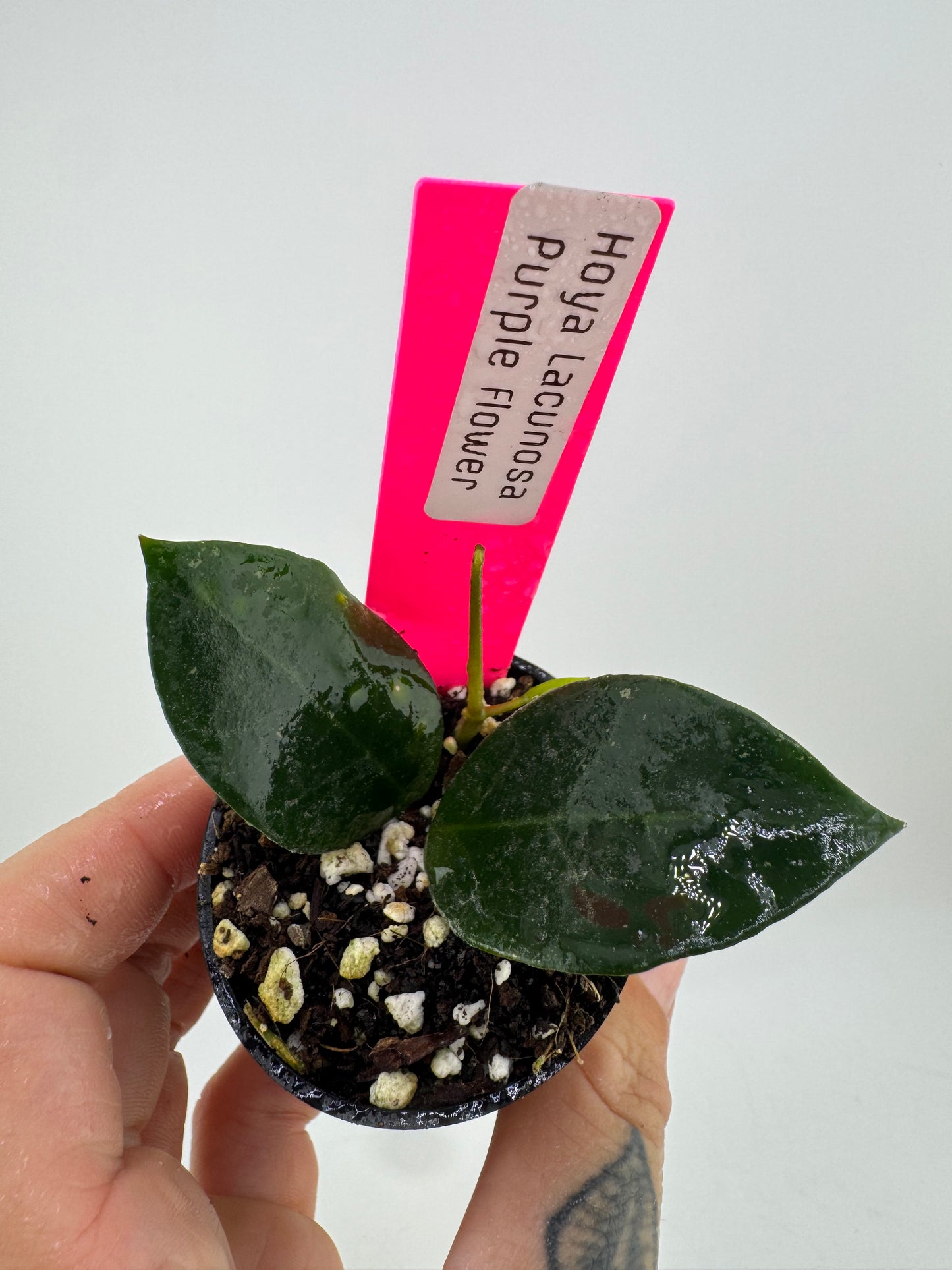 Hoya Lacunosa Purple Flower