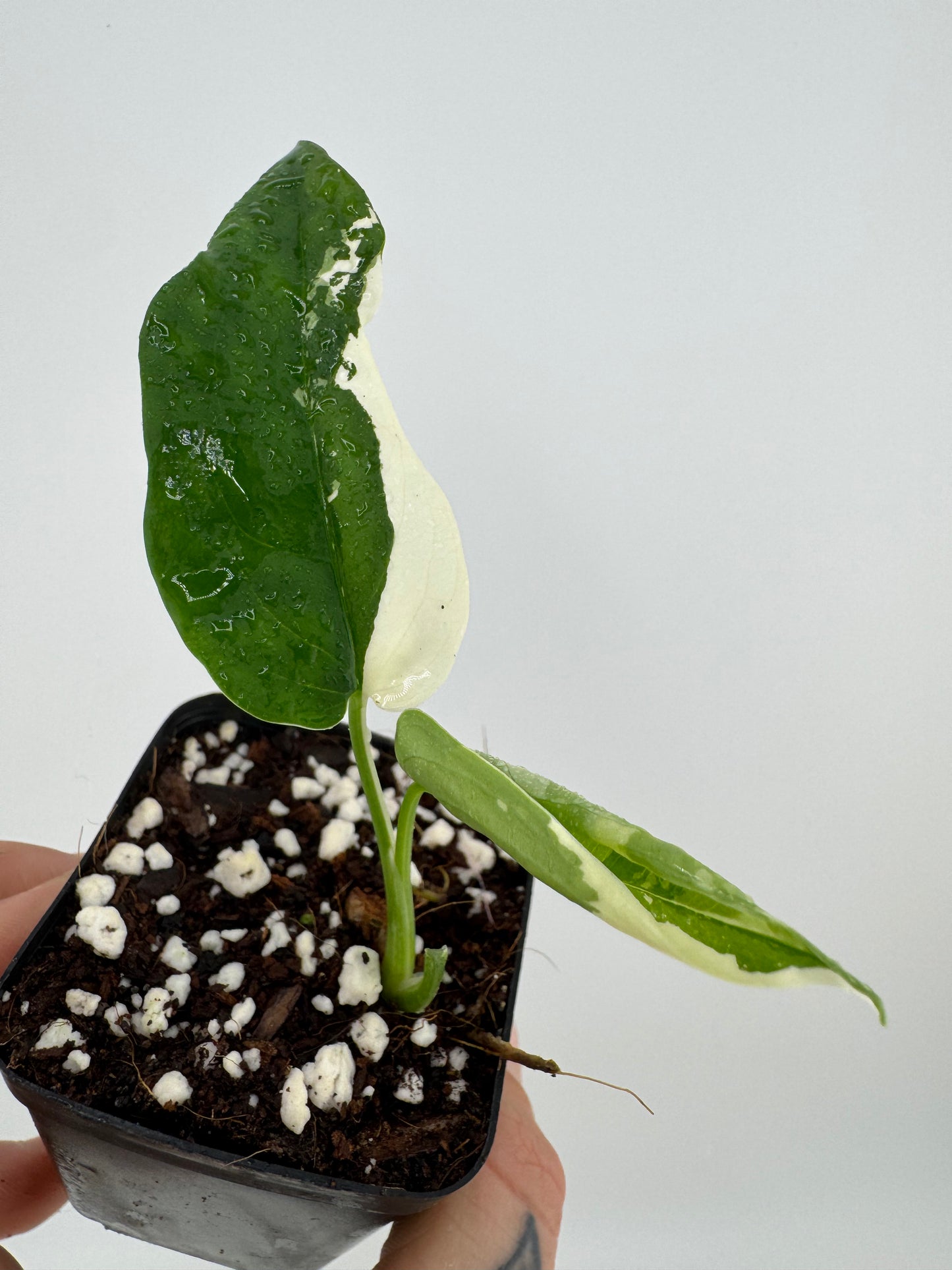 Syngonium Chiapense Variegated