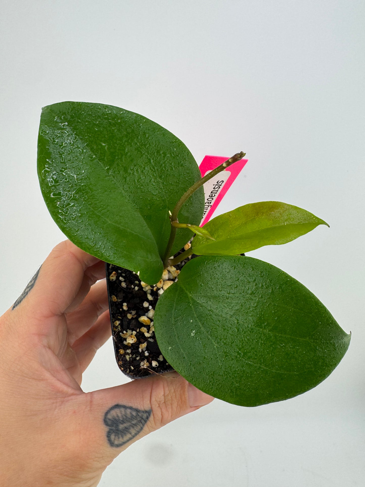 Hoya Surigaoensis