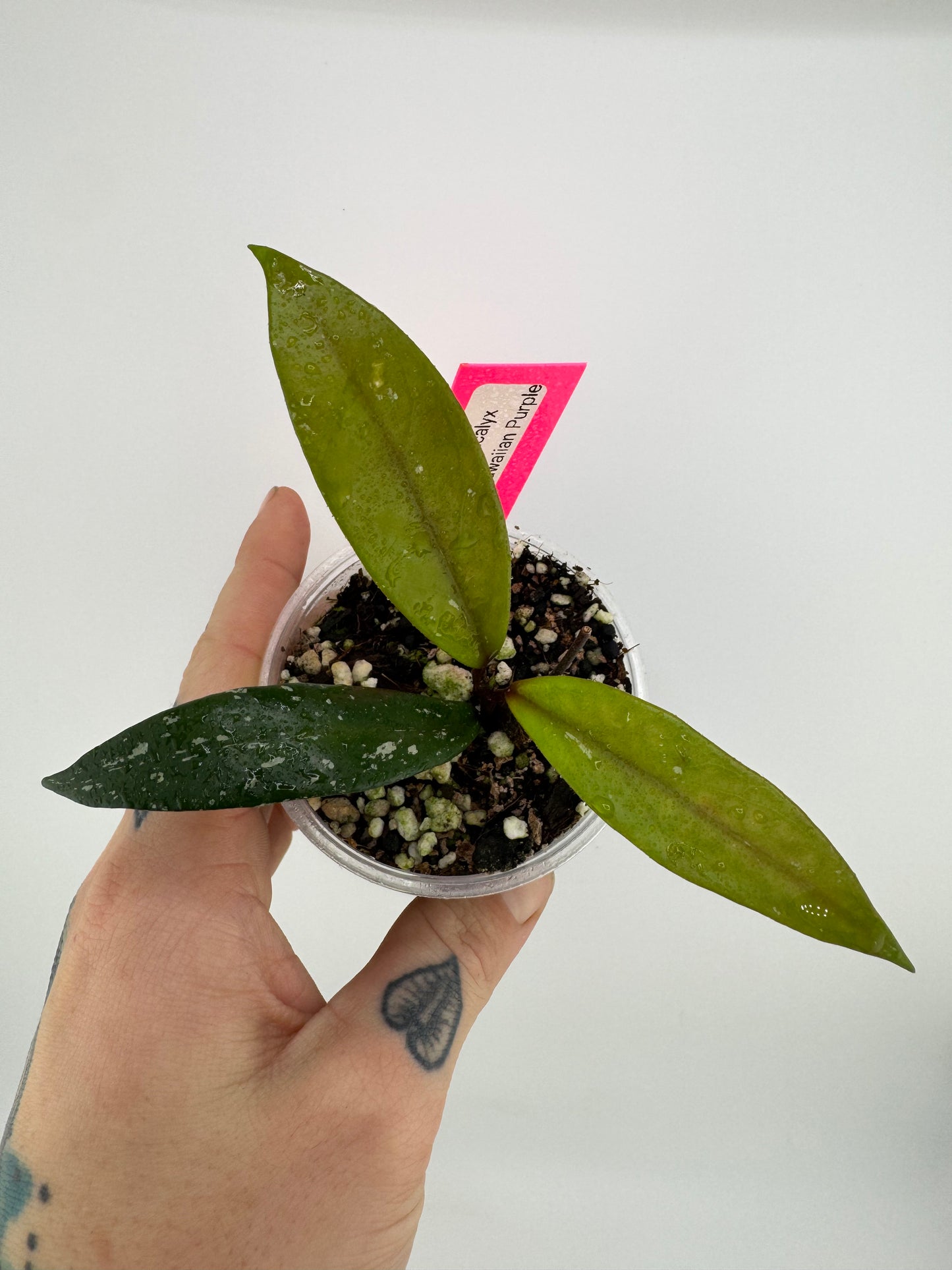 Hoya Pubicalyx ‘Royal Hawaiian Purple’