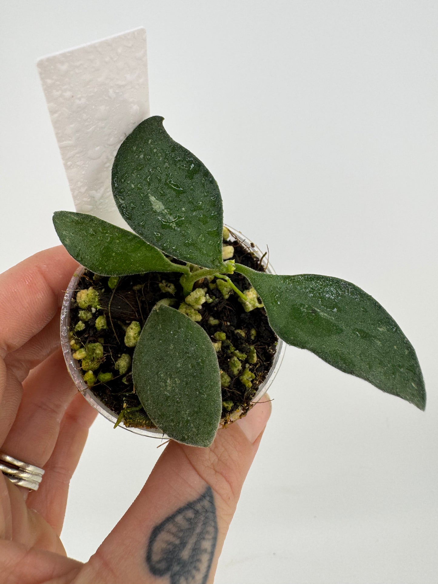 Hoya nummularioides