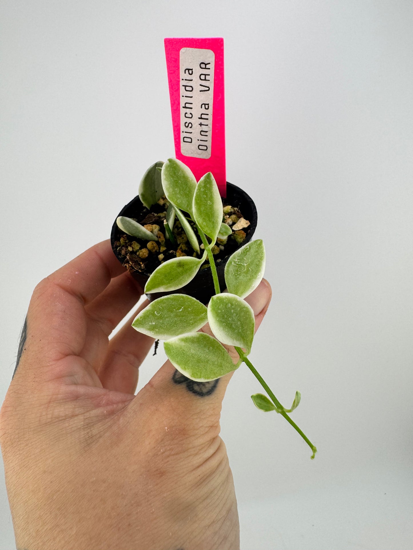 Dischidia Ointha Variegated