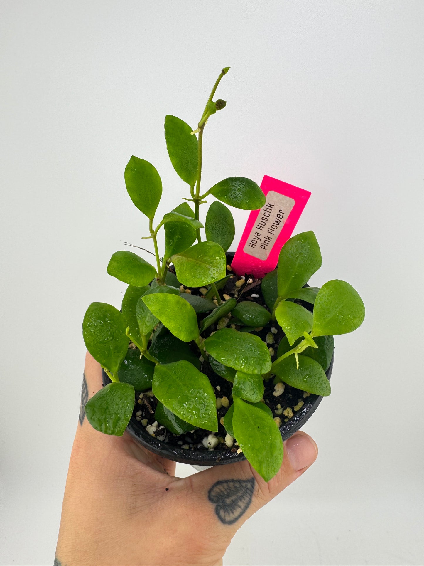 Hoya huschkeliana pink flower