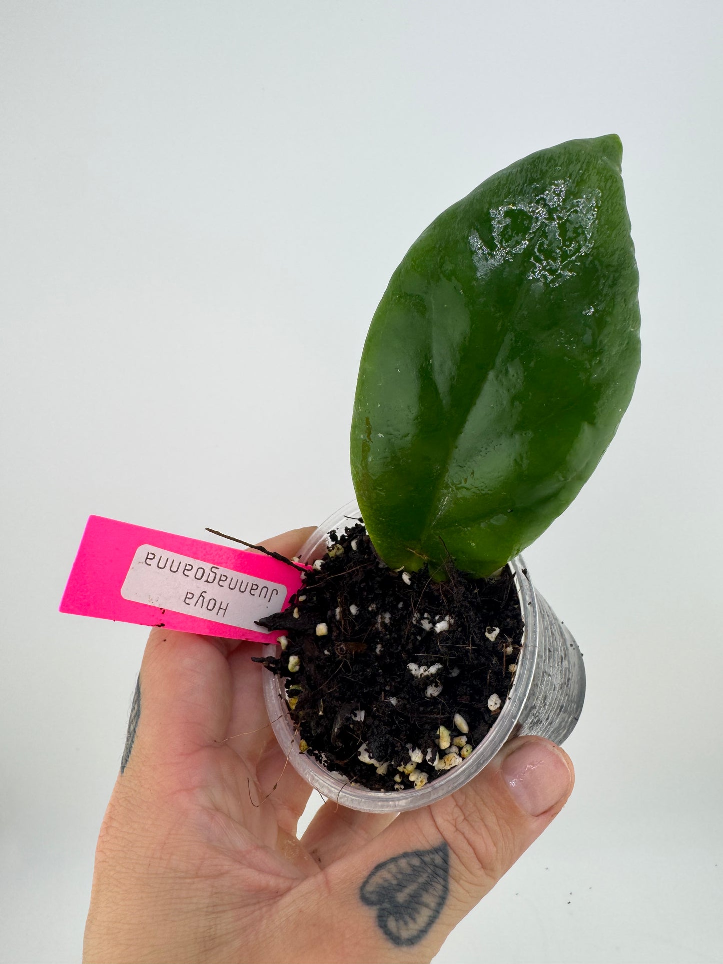 Hoya Juannagoanna