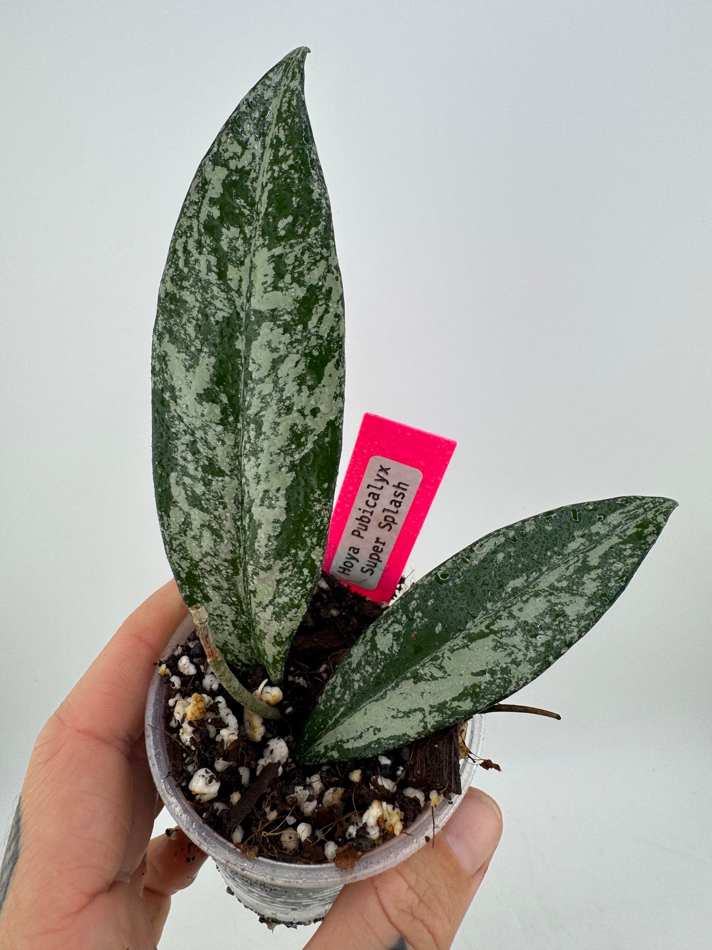 Hoya Pubicalyx ‘Super Splash’