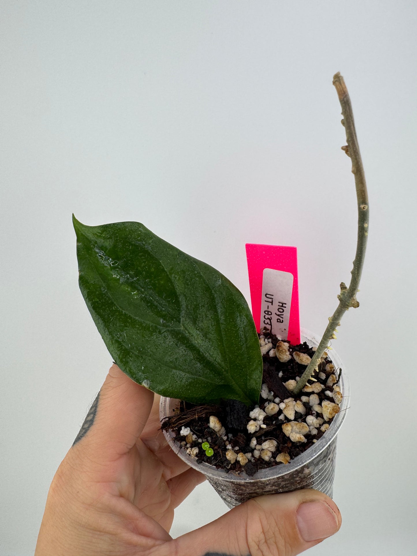 Hoya ‘UT-033’