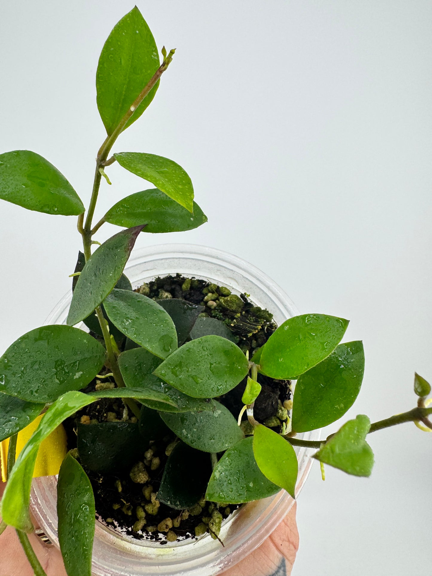 4” Hoya Sipitangenis