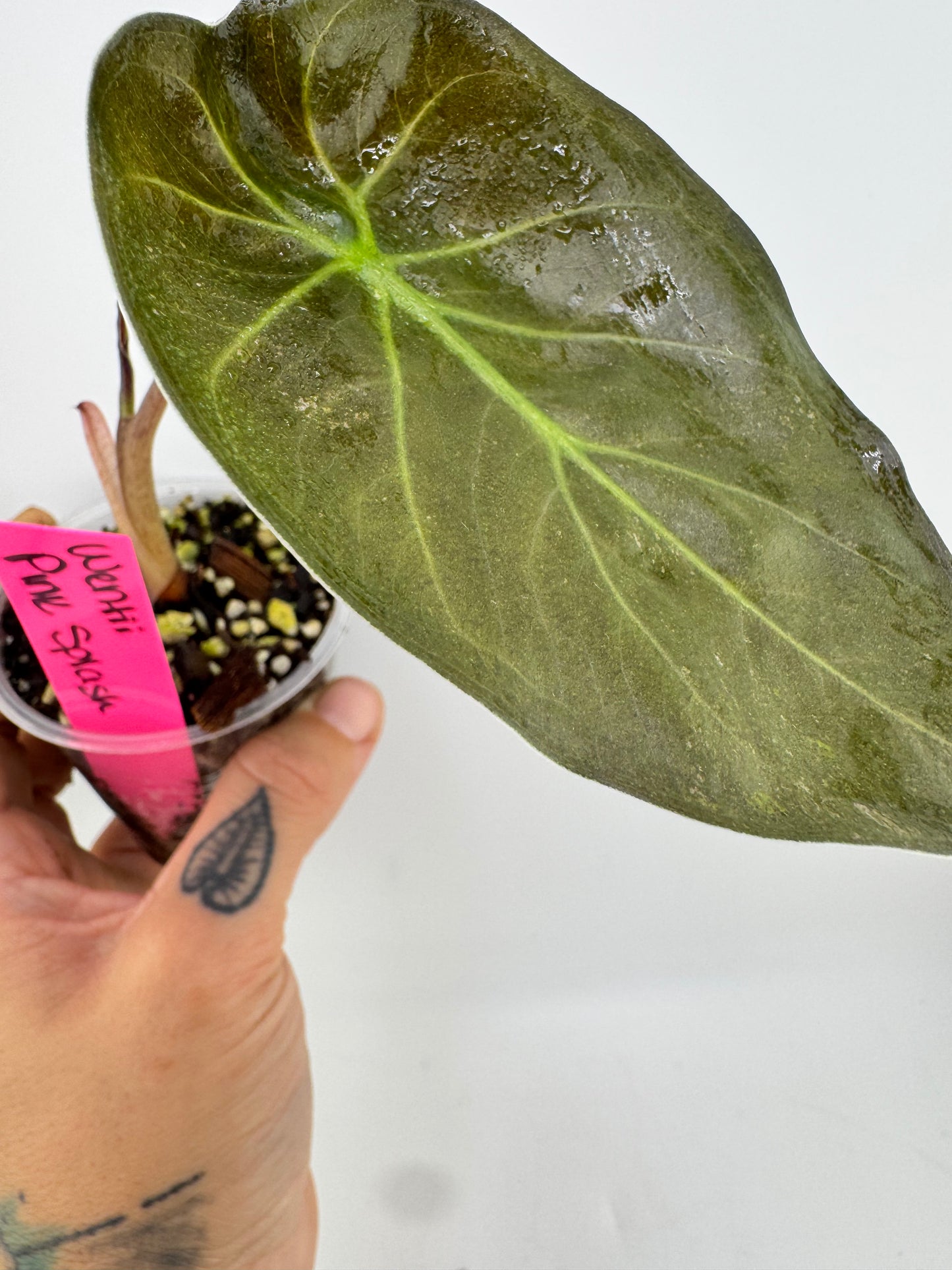 Alocasia Wentii Variegated Pink Splash low splash