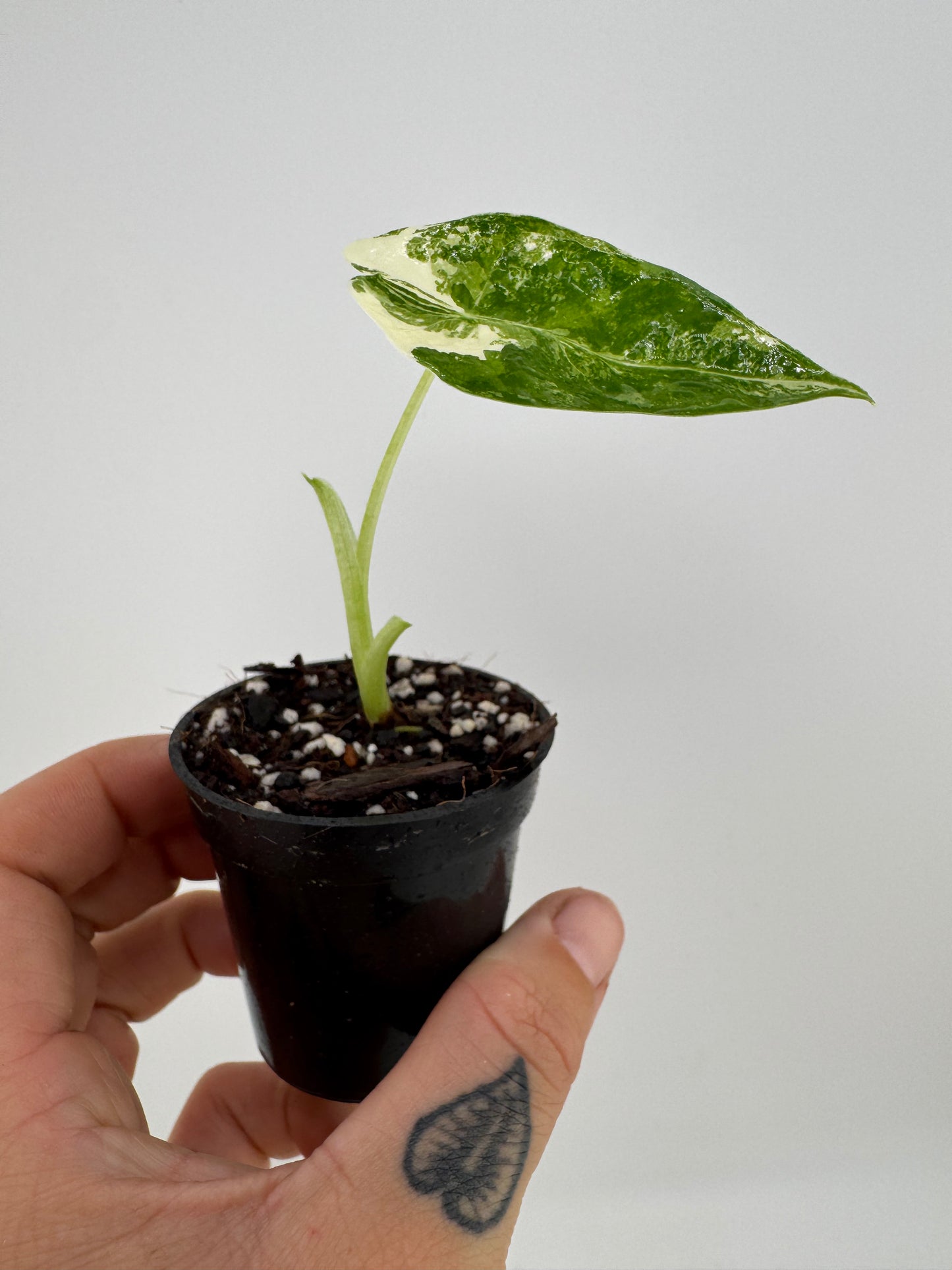 Alocasia Frydek Variegated Albo