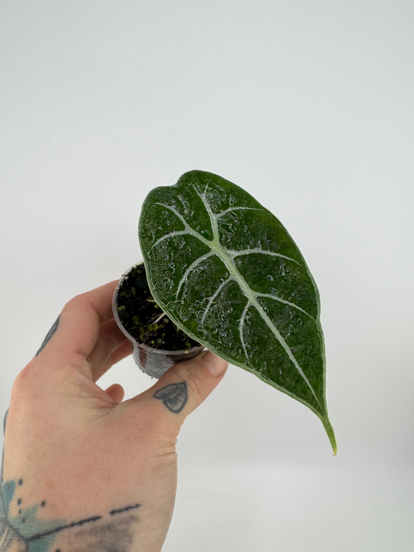 Alocasia Watsoniana