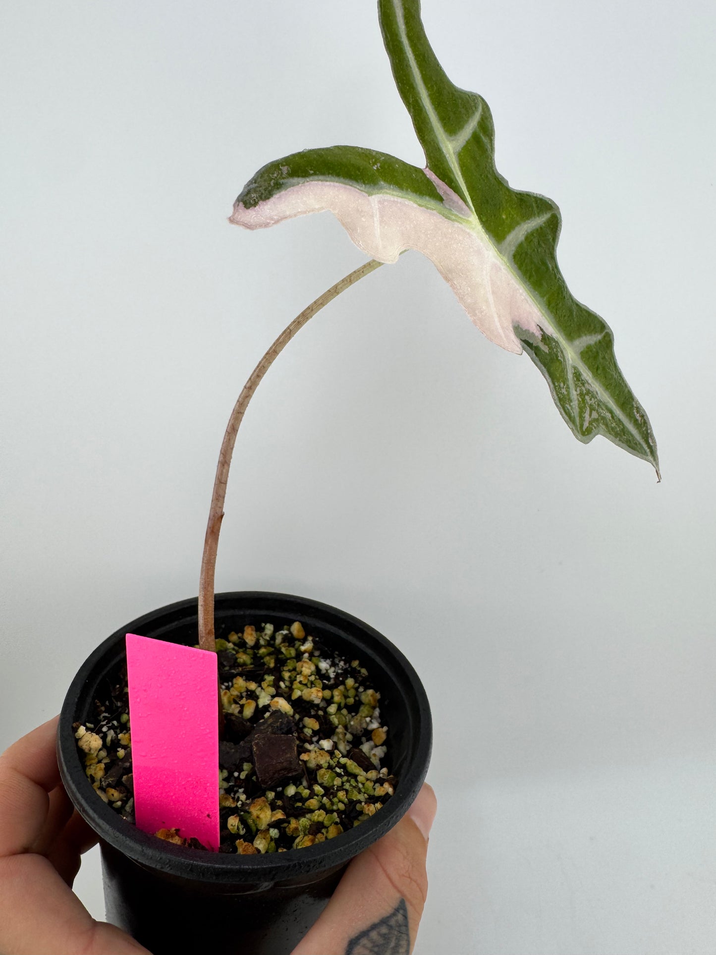 4” Alocasia Nobilis ‘Pink’ Variegated