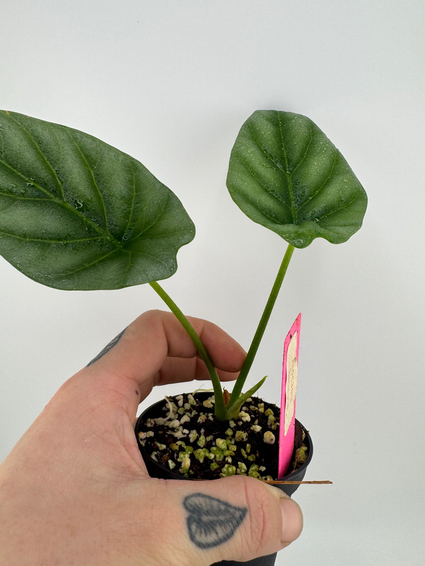 Alocasia Sinauta ‘Quilted Dream’
