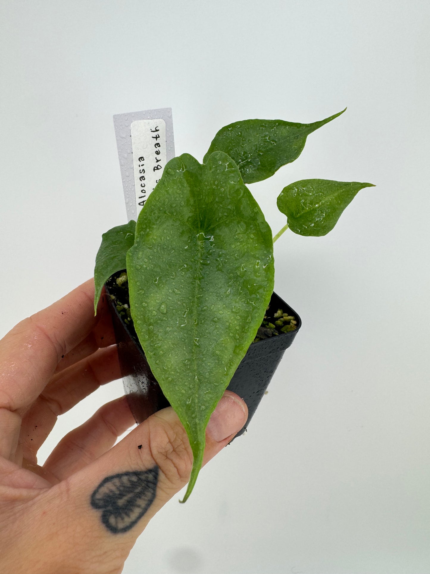 Alocasia Dragon’s Breath
