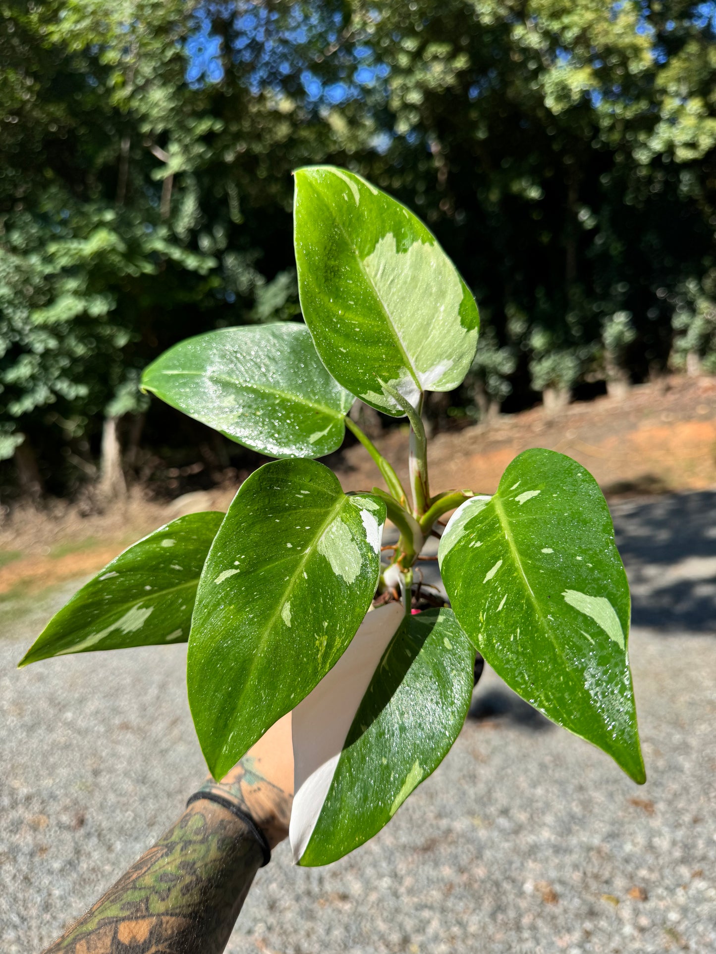 Philodendron White Princess Variegated