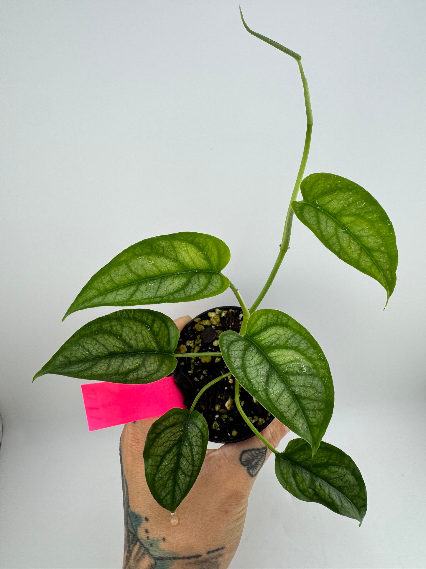 Monstera siltpecana