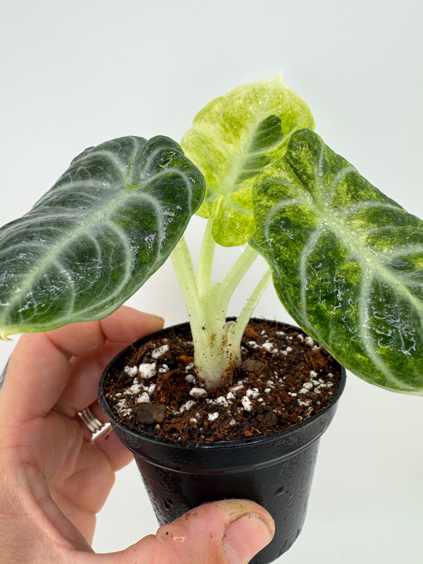 Alocasia Variegated Black Velvet Ninja Albo