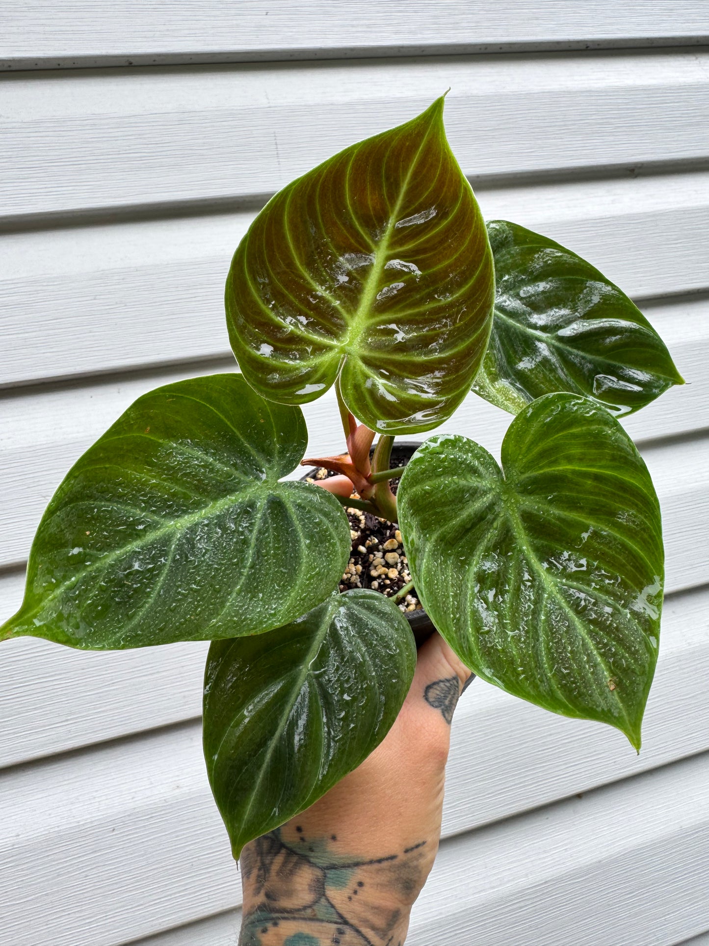Philodendron El Choco Red