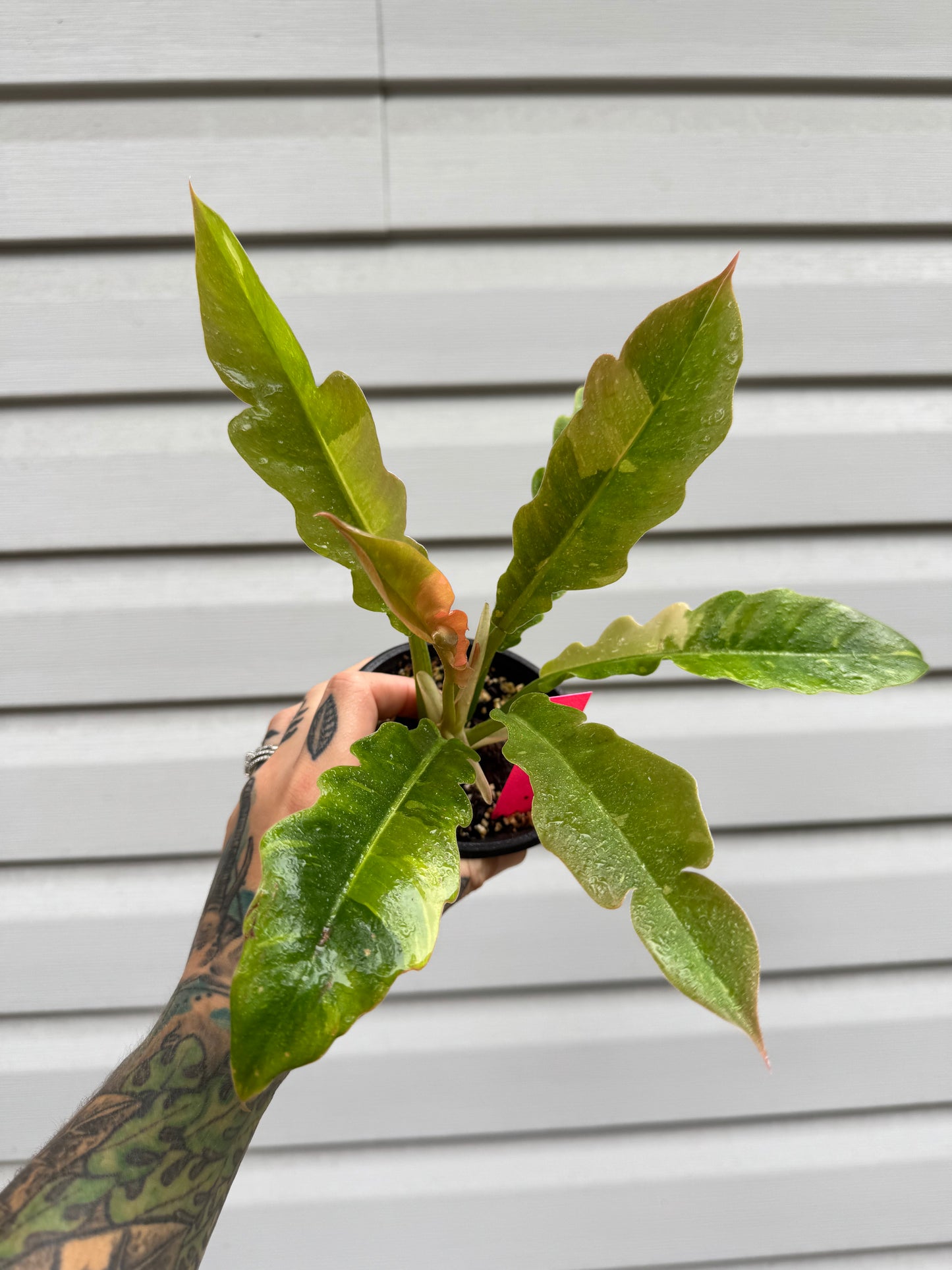 Philodendron variegated Ring of Fire