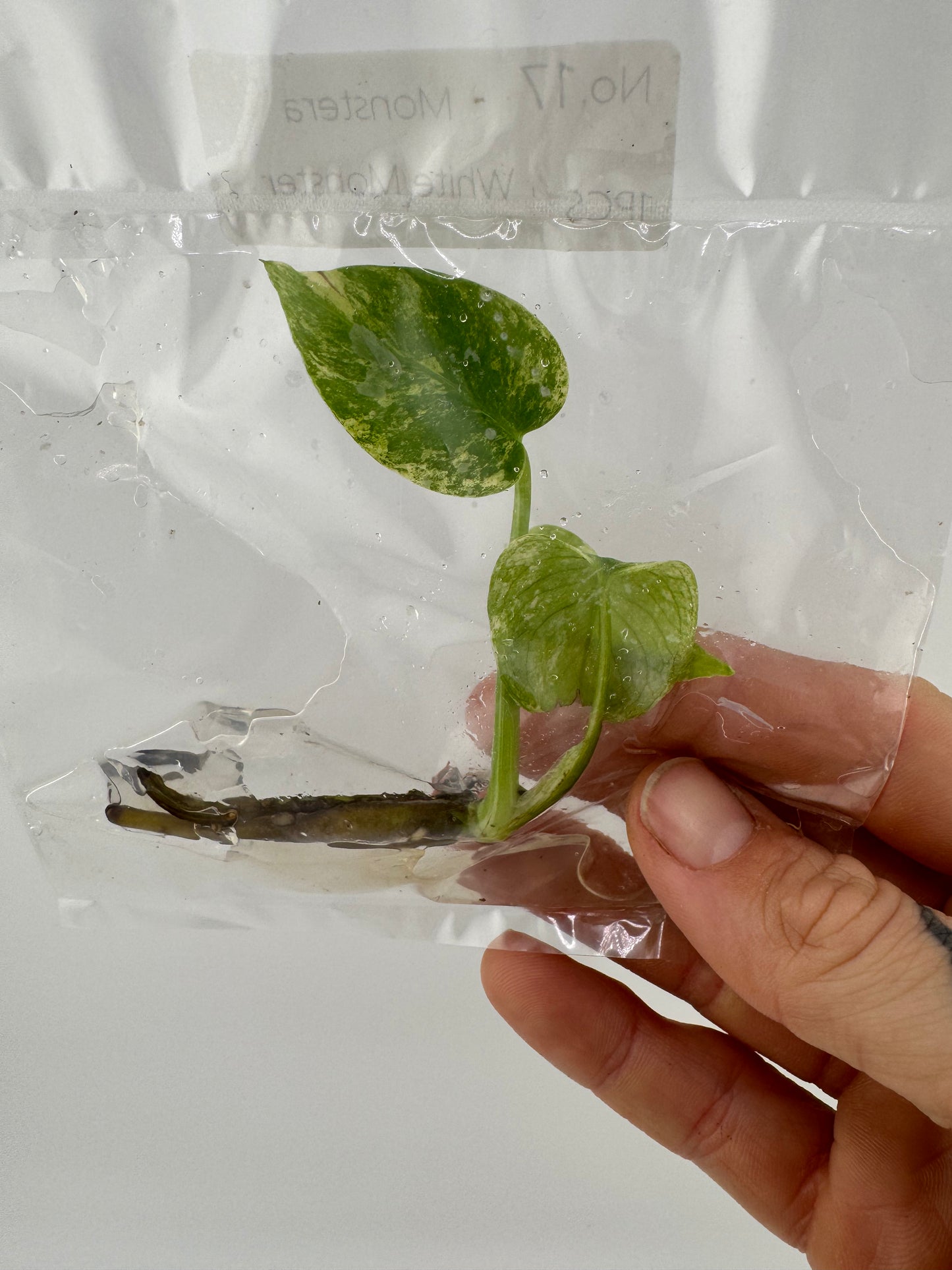 Monstera ‘White Monster’ Tissue Culture Plantlet #17