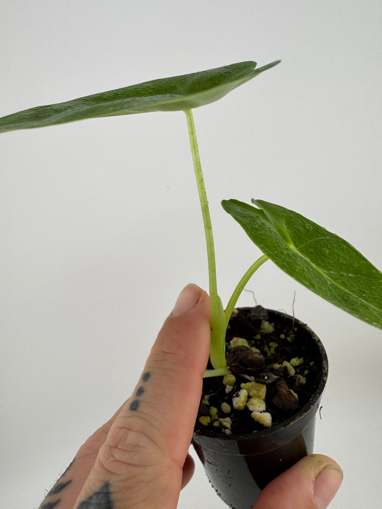 Alocasia Frydek