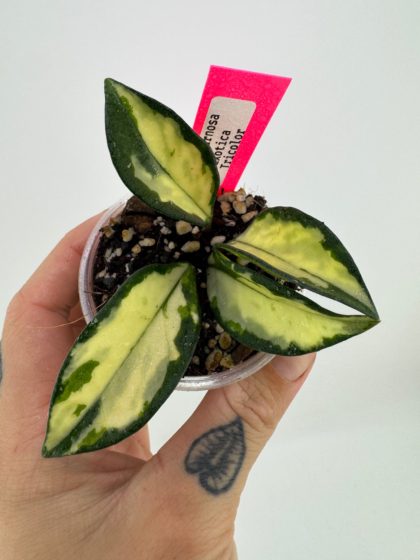 Hoya Carnosa exotica tricolor