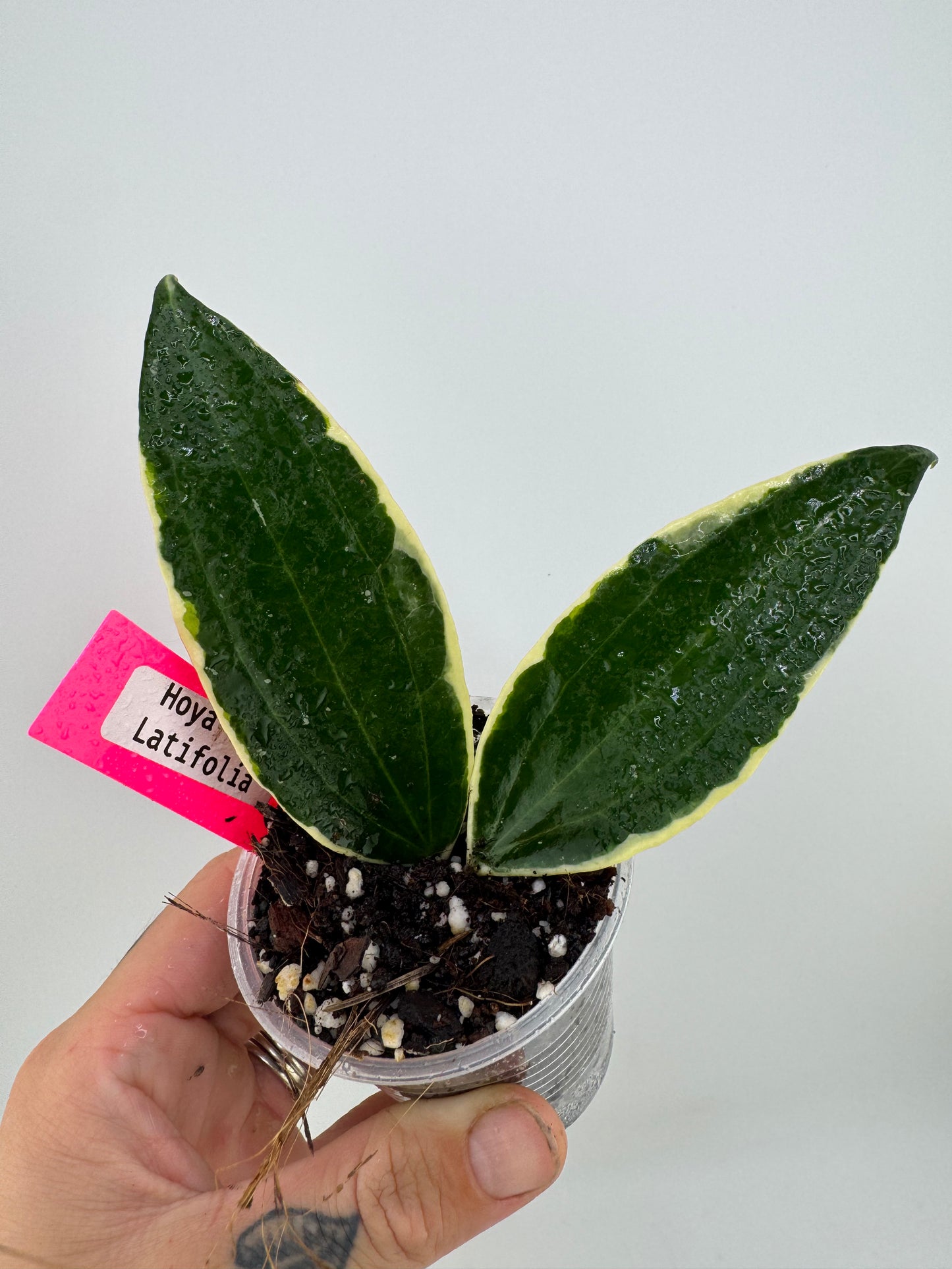 Hoya Latifolia (macrophylla) outer variegated