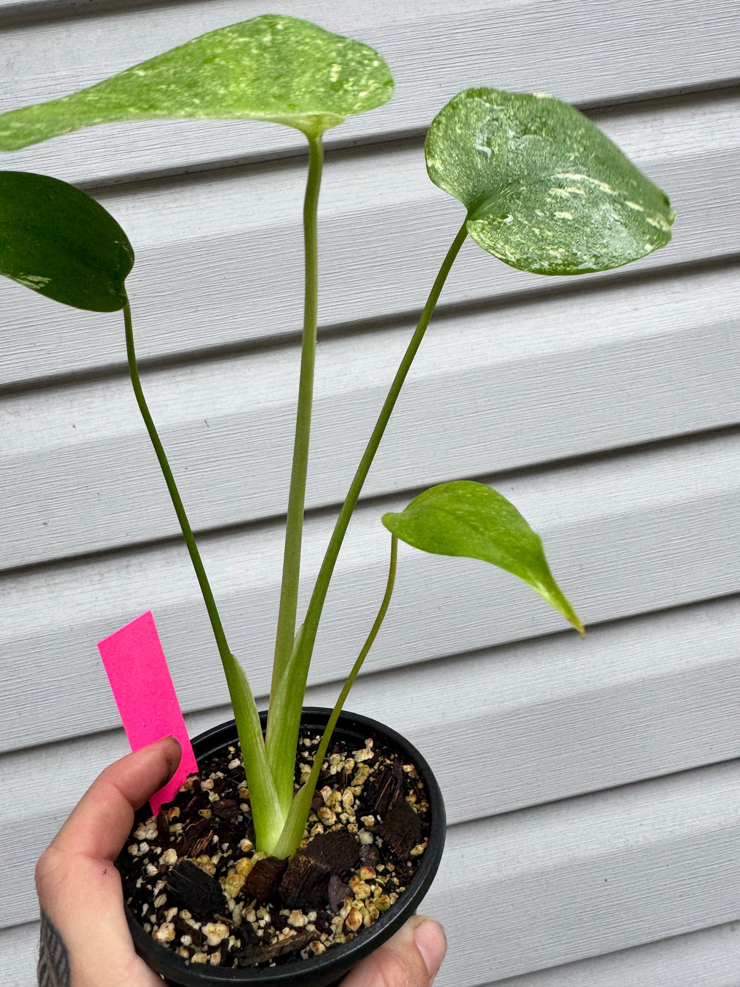 Monstera Deliciosa Mint ‘white monster’ Variegated #2