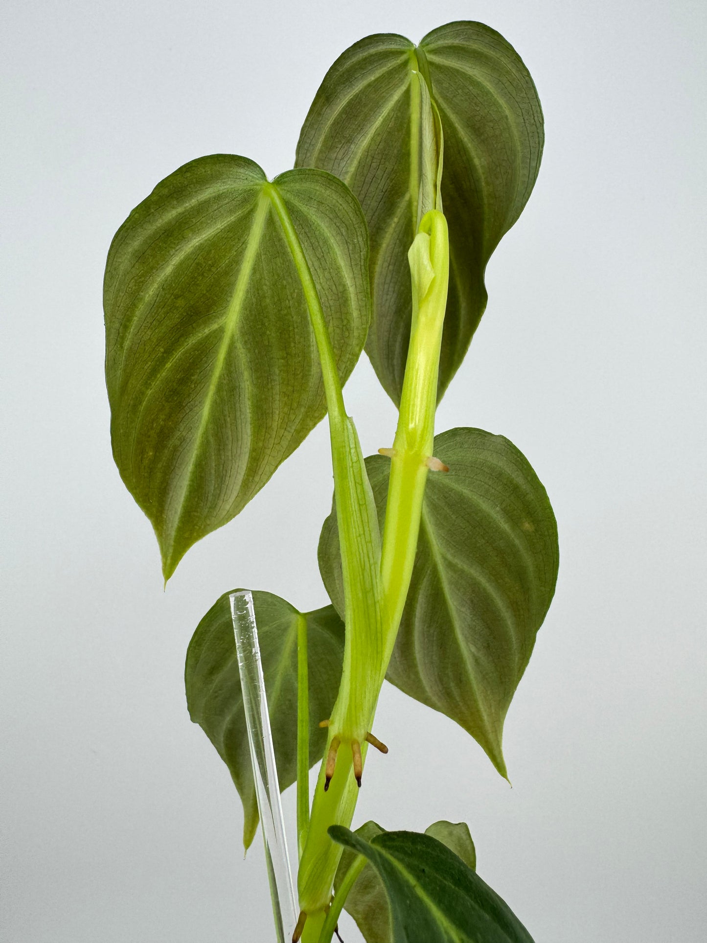 Philodendron splendid (verrucosum X Melanocrysum)