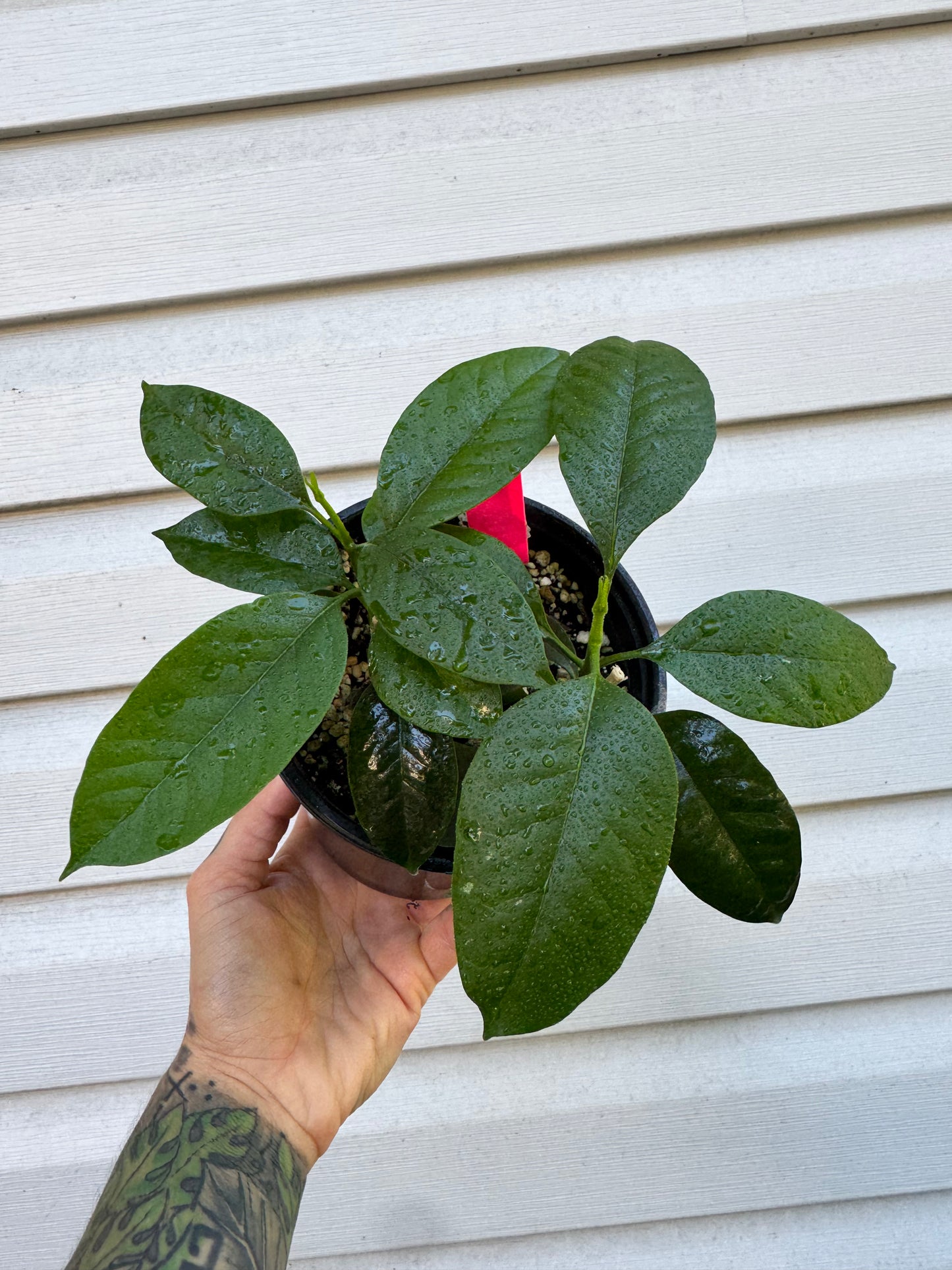 Hoya Multiflora