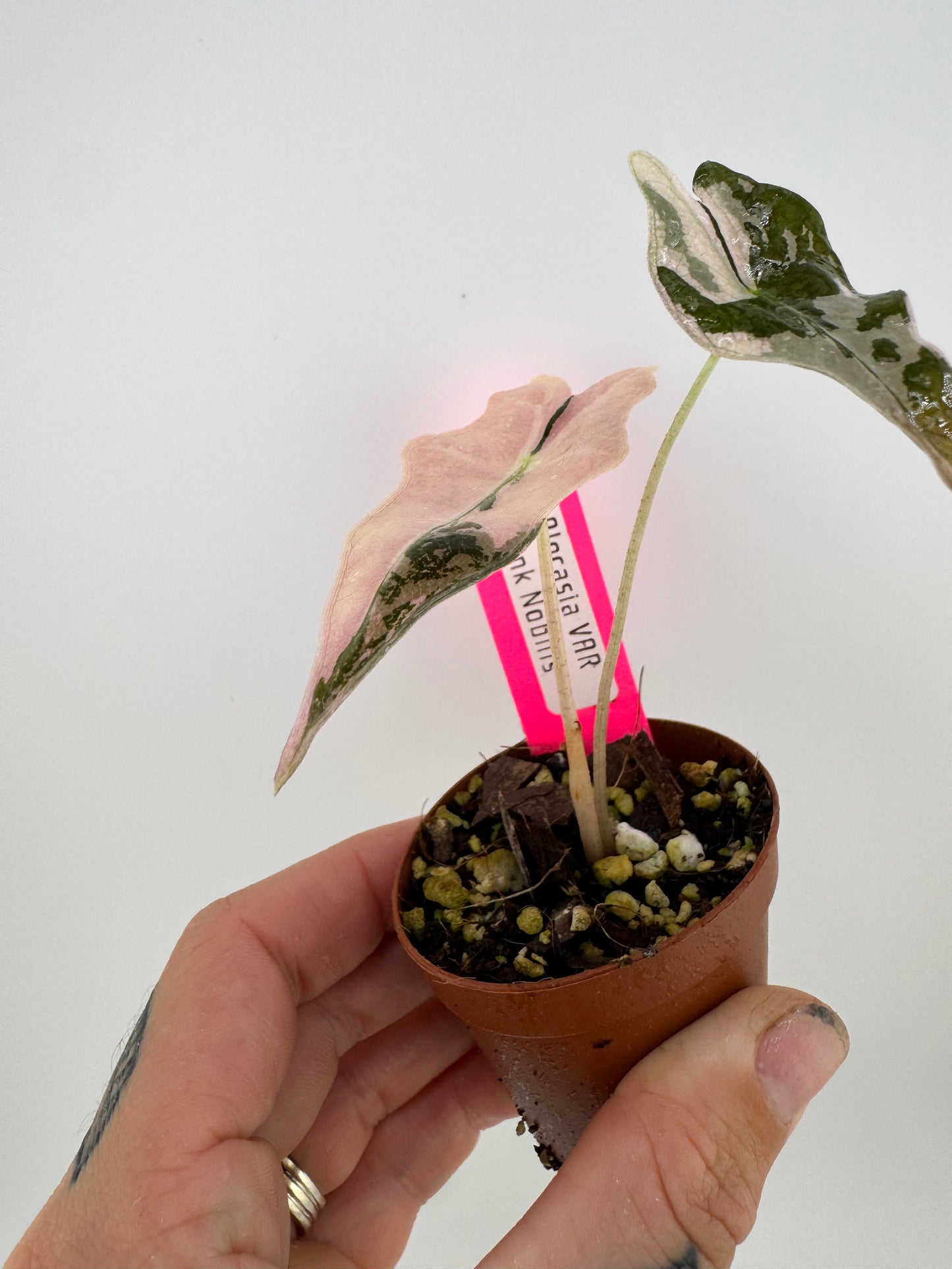 Alocasia Nobilis ‘Pink’ Variegated #3