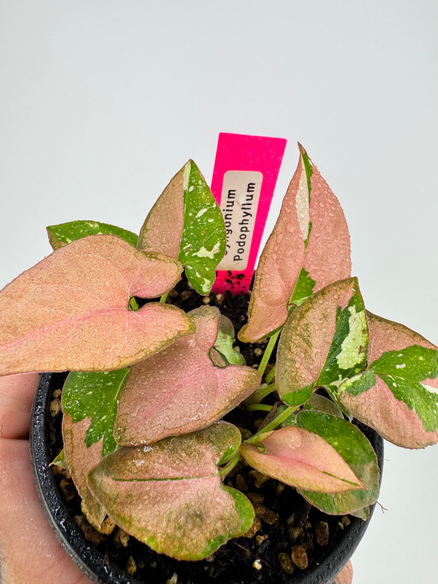 Syngonium Variegated Red Spot Tricolor