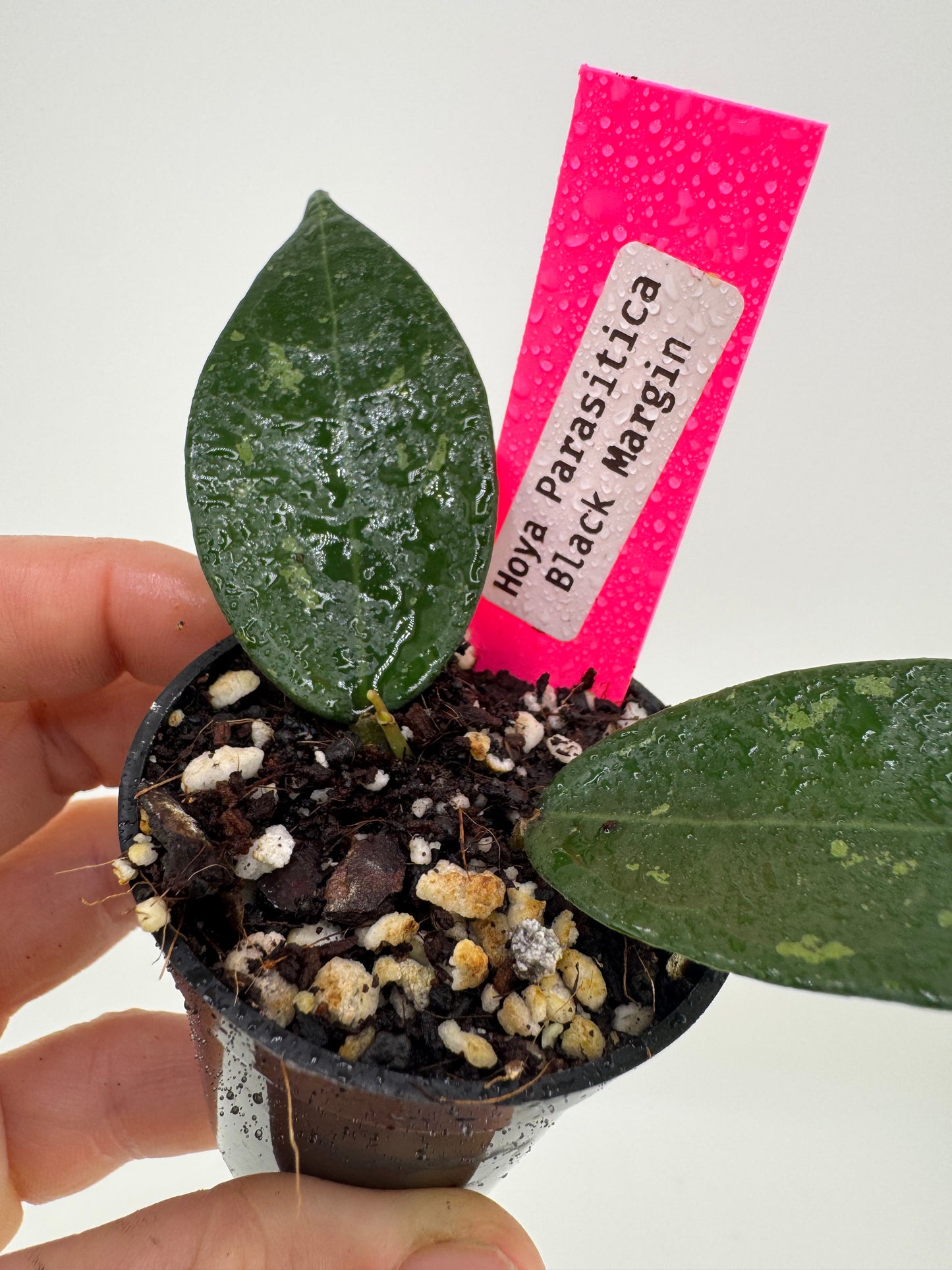Hoya Parasitica ‘Black Margin’