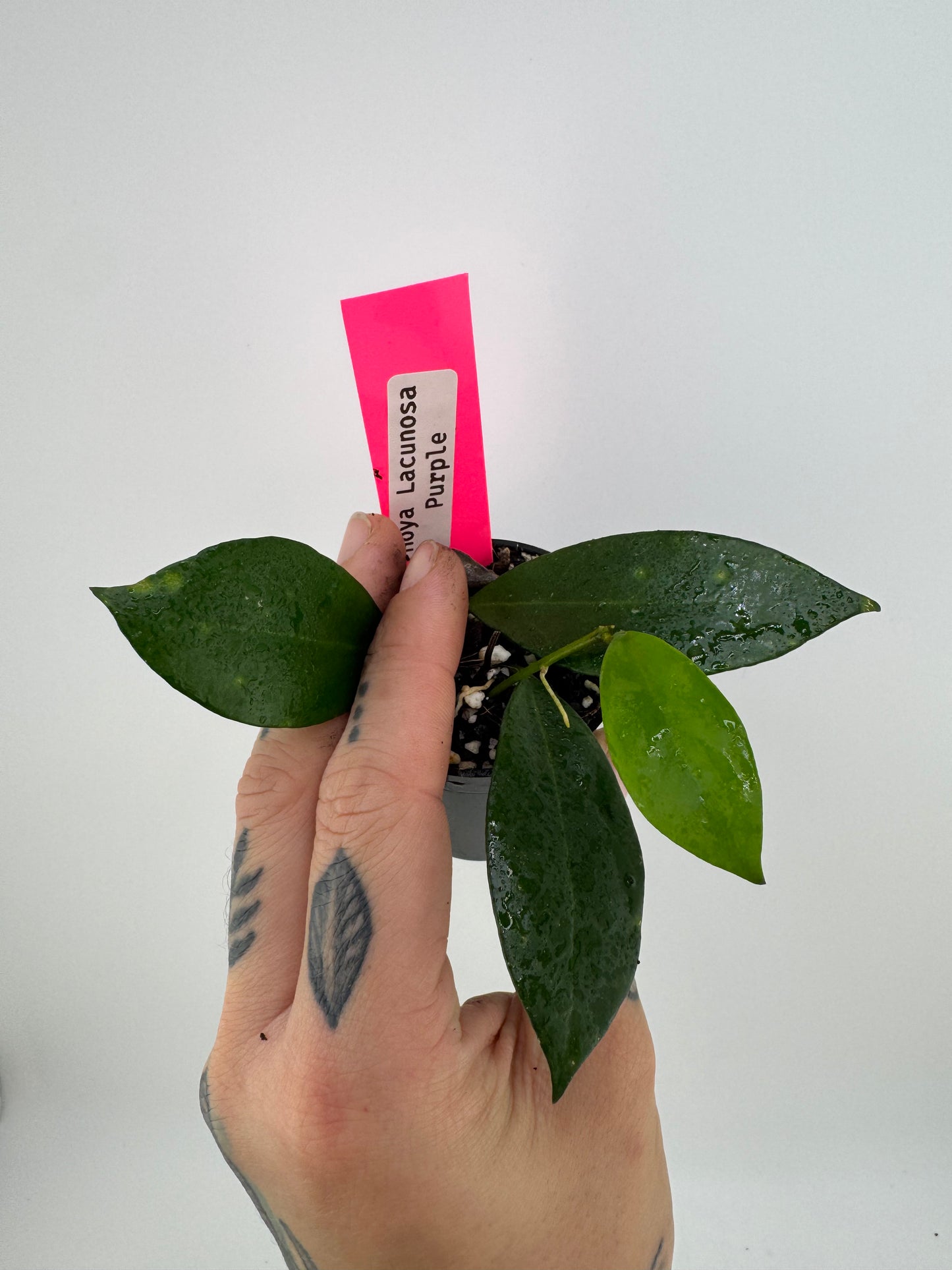 Hoya Lacunosa Purple Flower