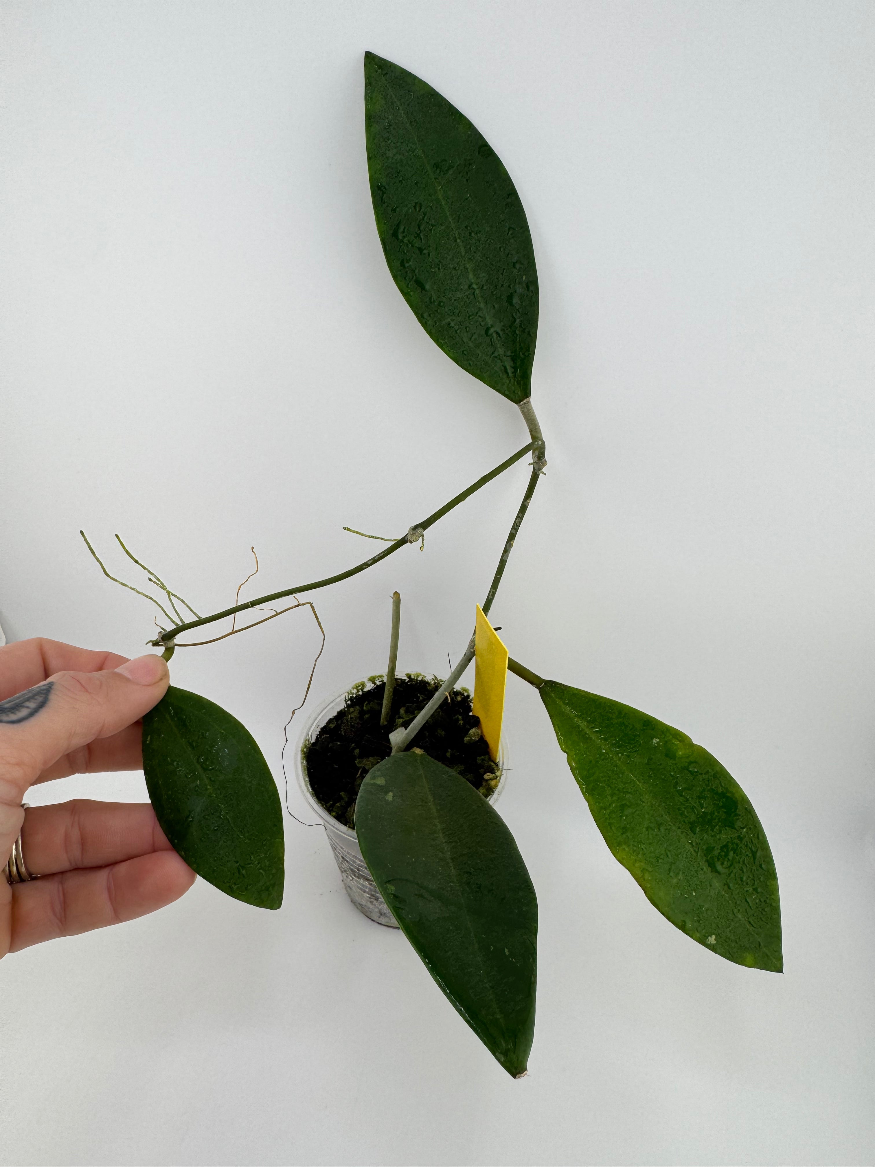 Hoya Sp. Laos 003 'Meuangmai' – Priest's Plant Paradise